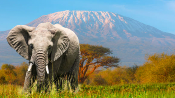 Immersive Culture and Wildlife Journey