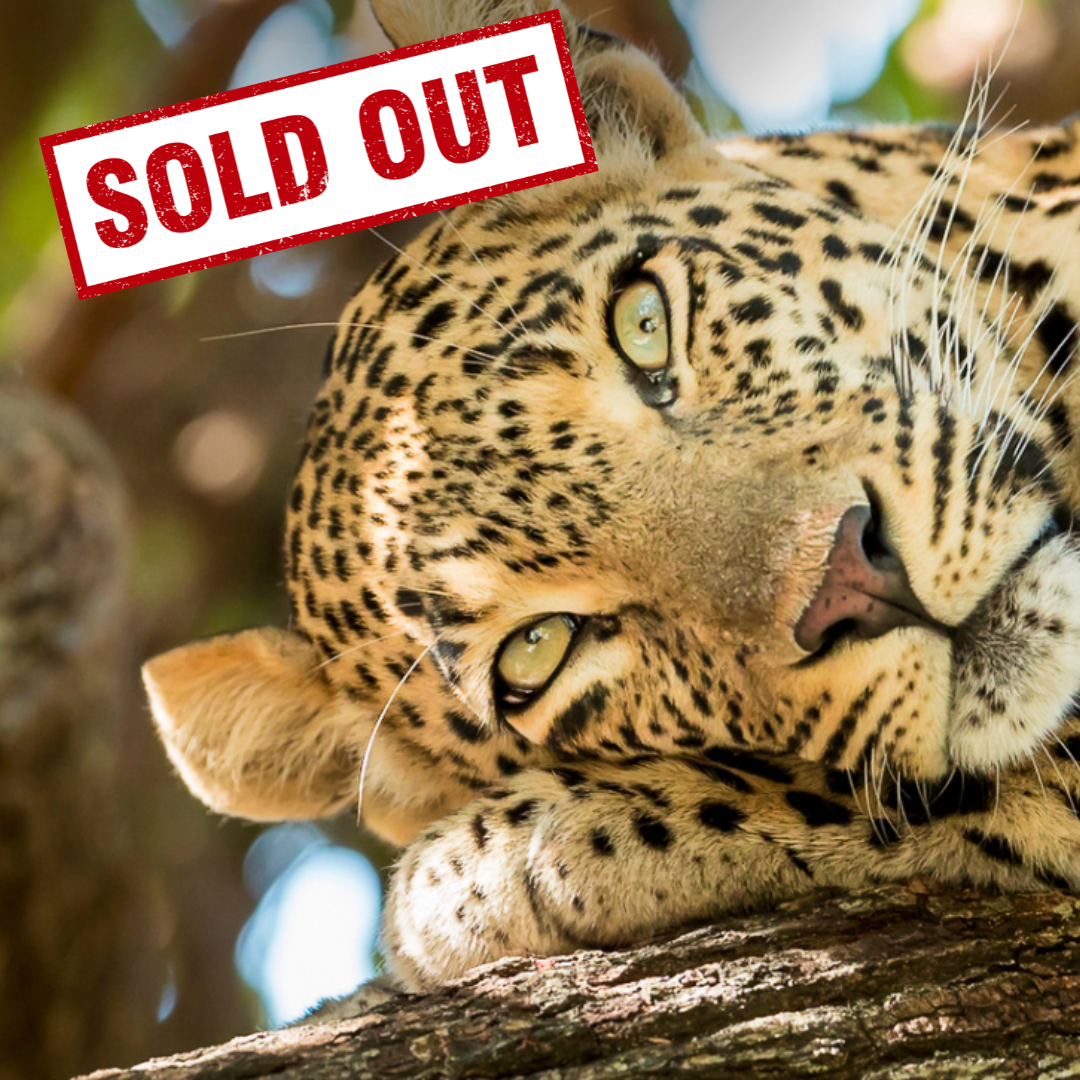 Wildlife Safari &amp; Great Ape Trekking