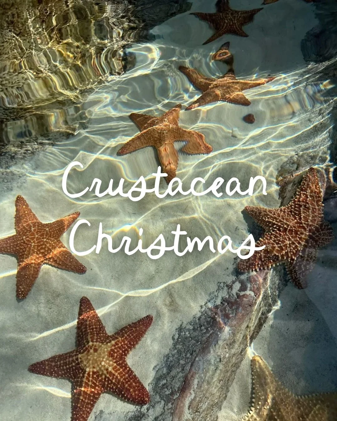 CRUSTACEAN Christmas// Florals inspired by the sea 🐟

Limited collection launching December 1st at 7 am PST. Link in Bio.