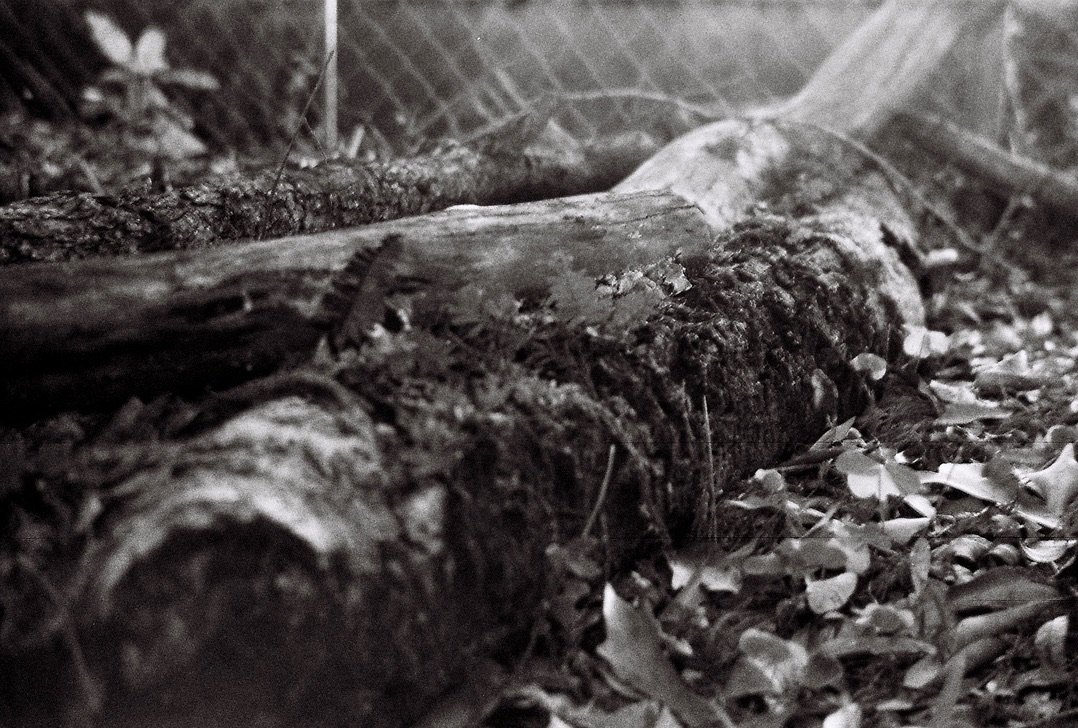 Vöigtlander Vitoret F/Ilford HP5 Plus 400