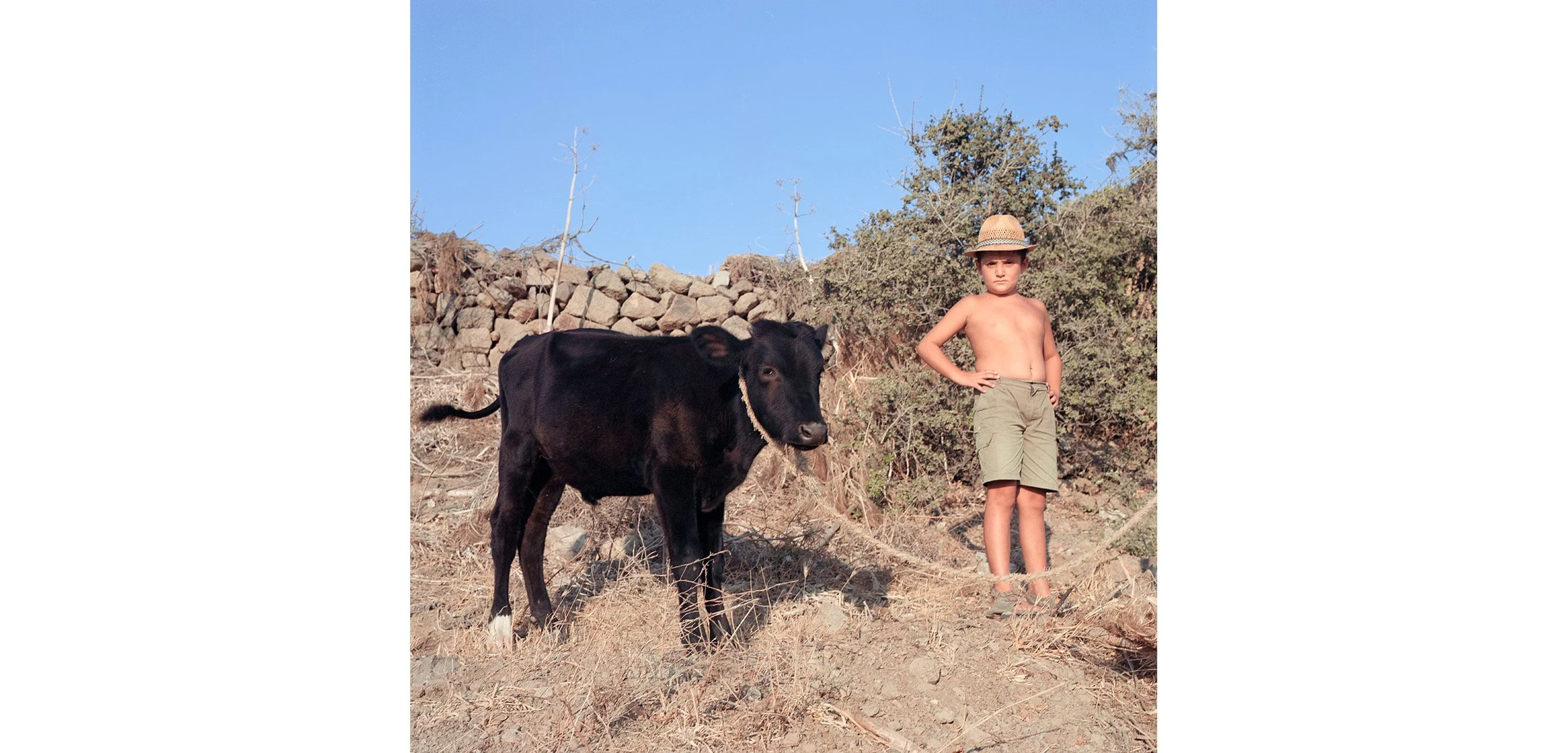 Turkey_boy_cow_sheet33_3_site_1L.jpg