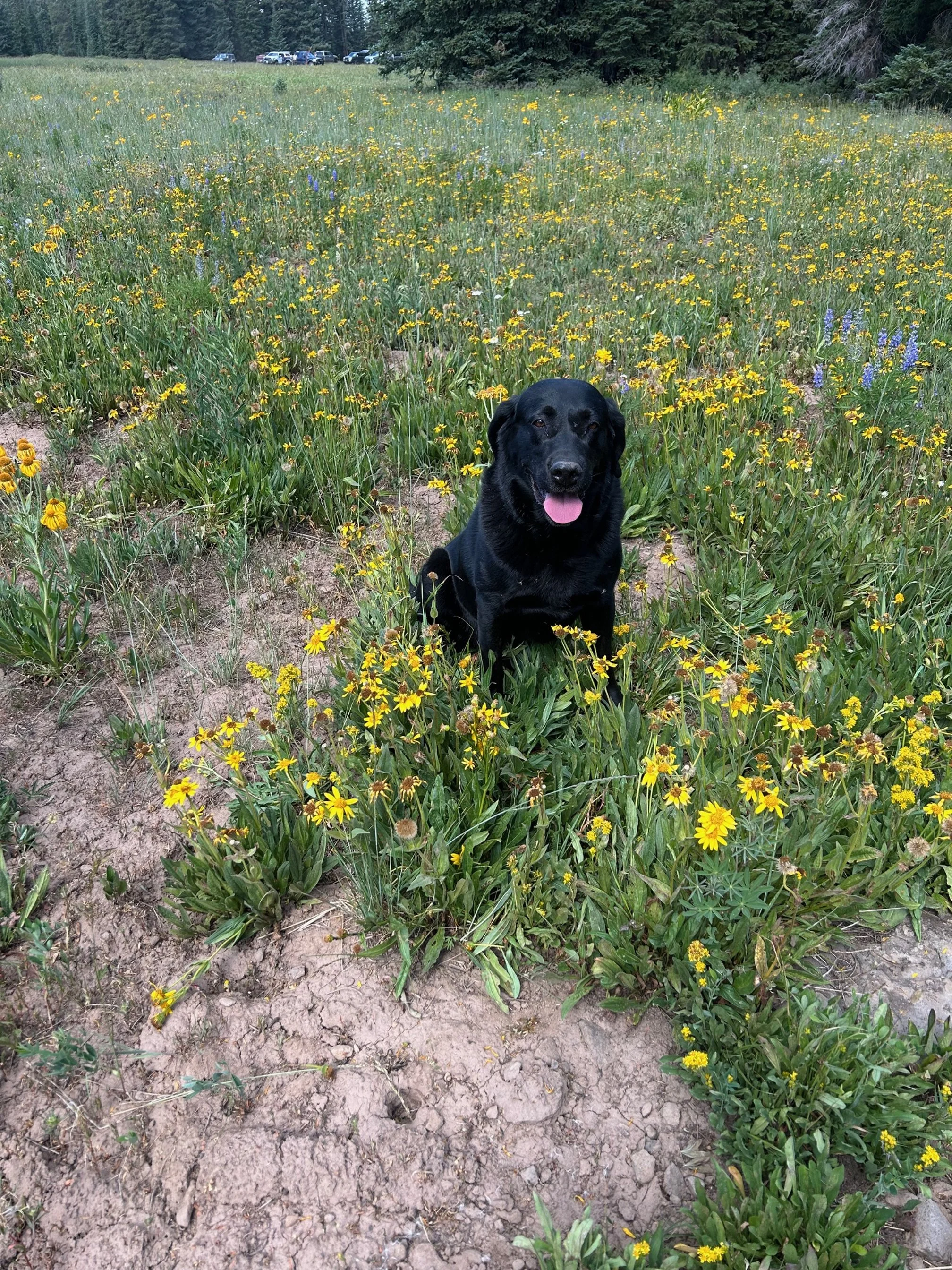 Brian Schumann & Maverick sitting in a field of flowers