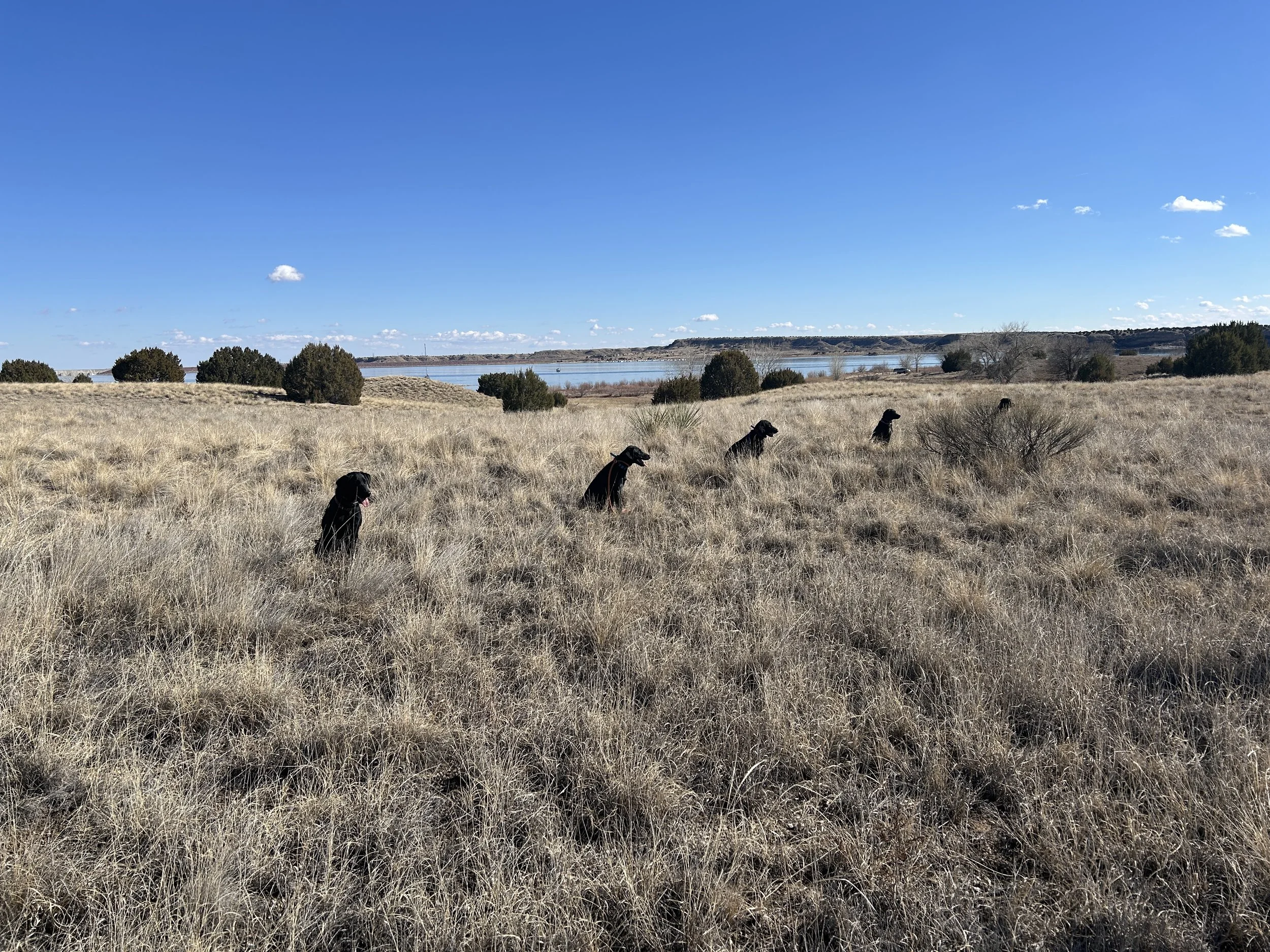 February 14, 2026 Training Day - Started Obedience 