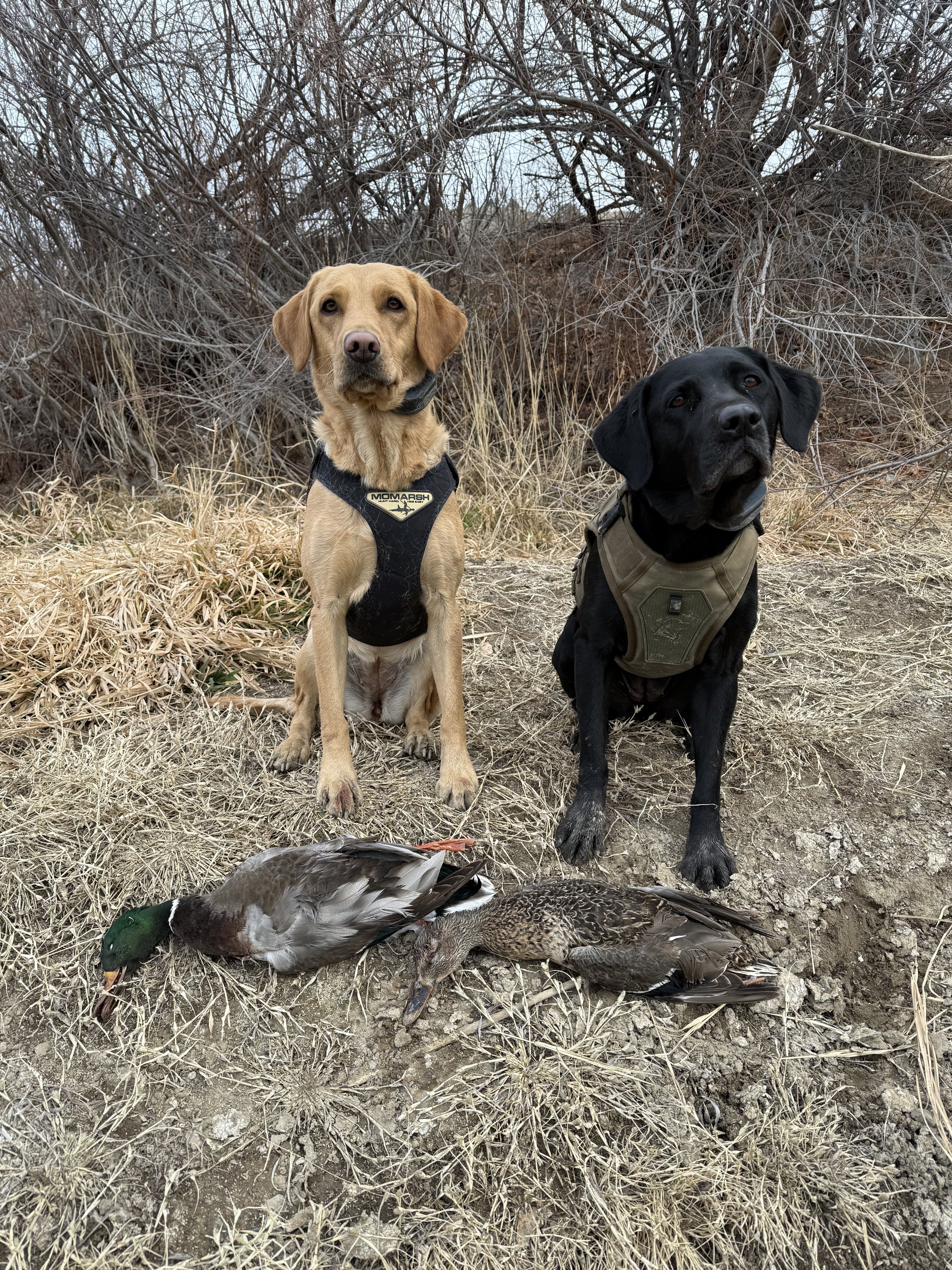 Heather Meyer and Sage & Surly 