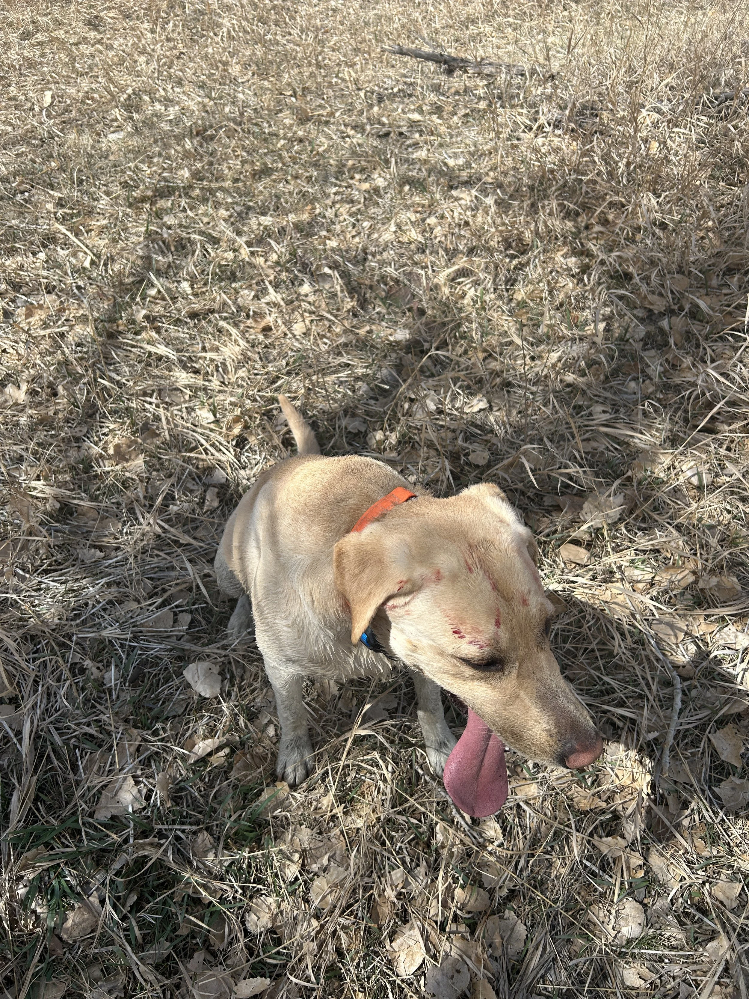 Breck the Pheasant Warrior