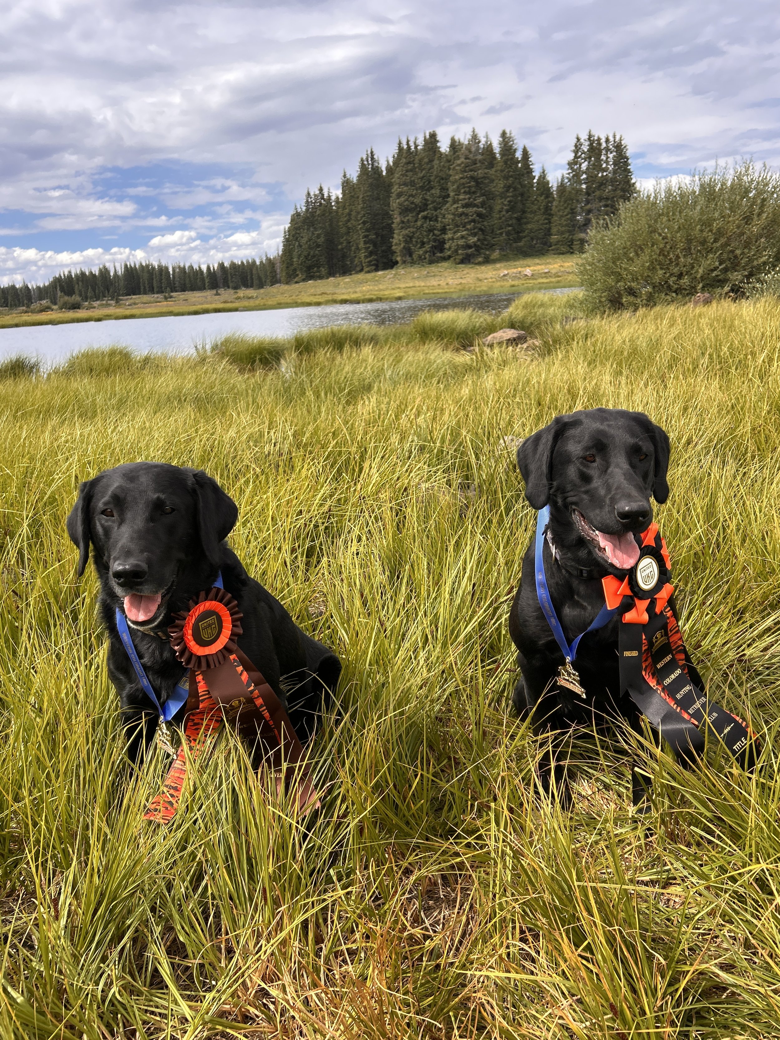 Western Colorado HRC Hunt Test July 2025 - Bob & Lauri Hansen - Drake (left) & Onyx (right) - Lauri and Onyx earned their Finished title - Congratulations!