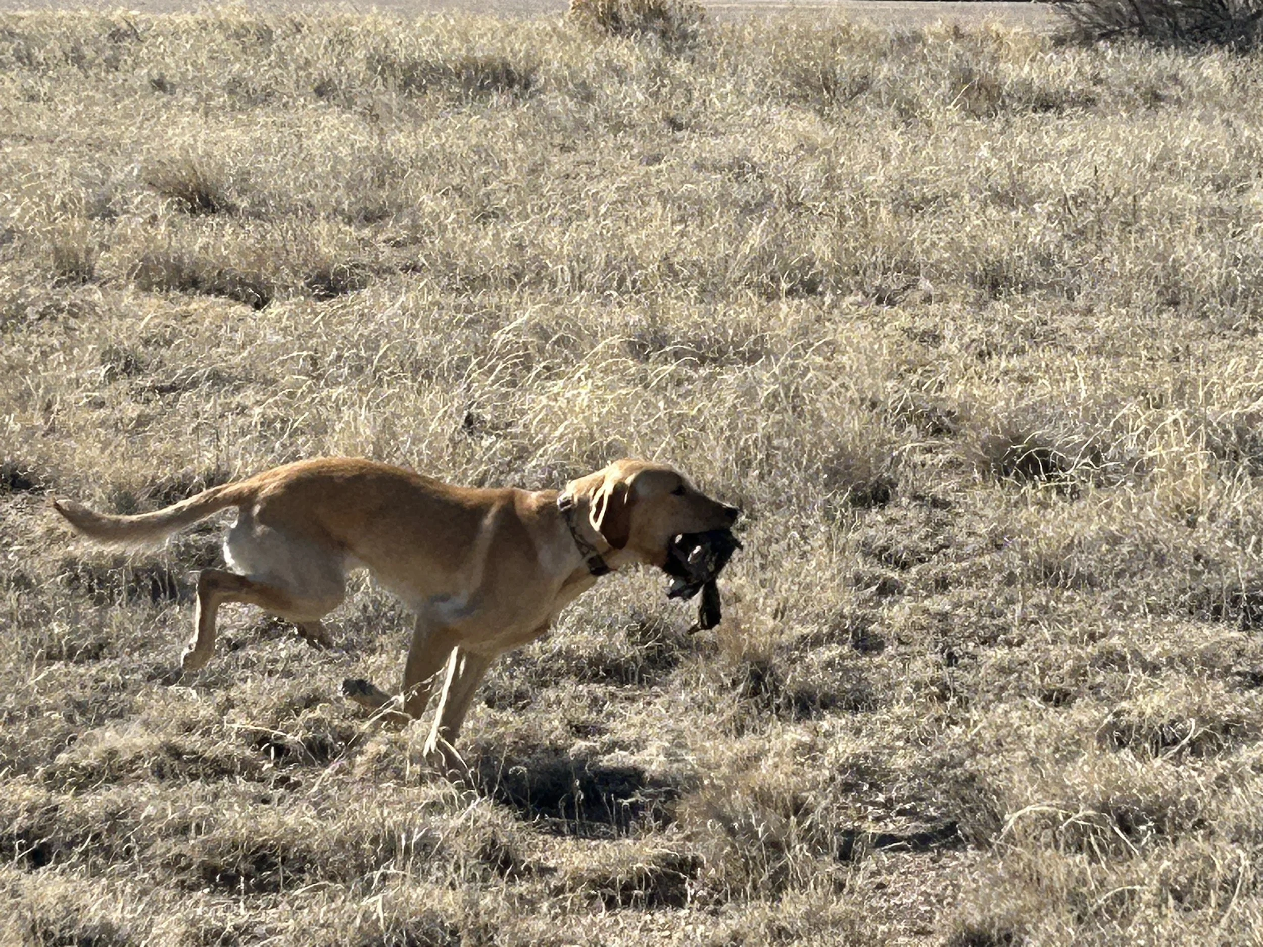 February 4, 2026 Training Day - Started Training