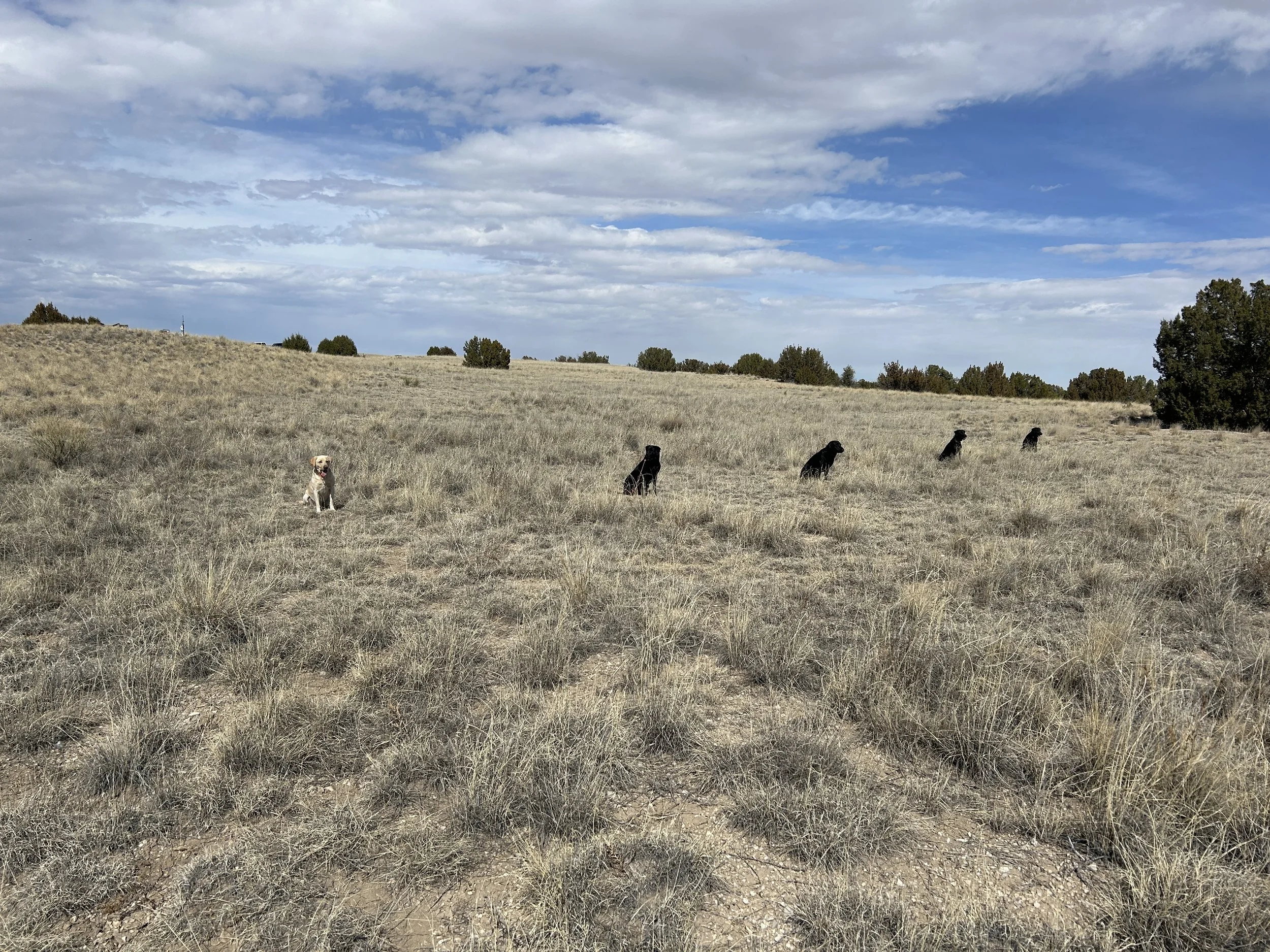 March 1, 2026 Training Day - Started Obedience 