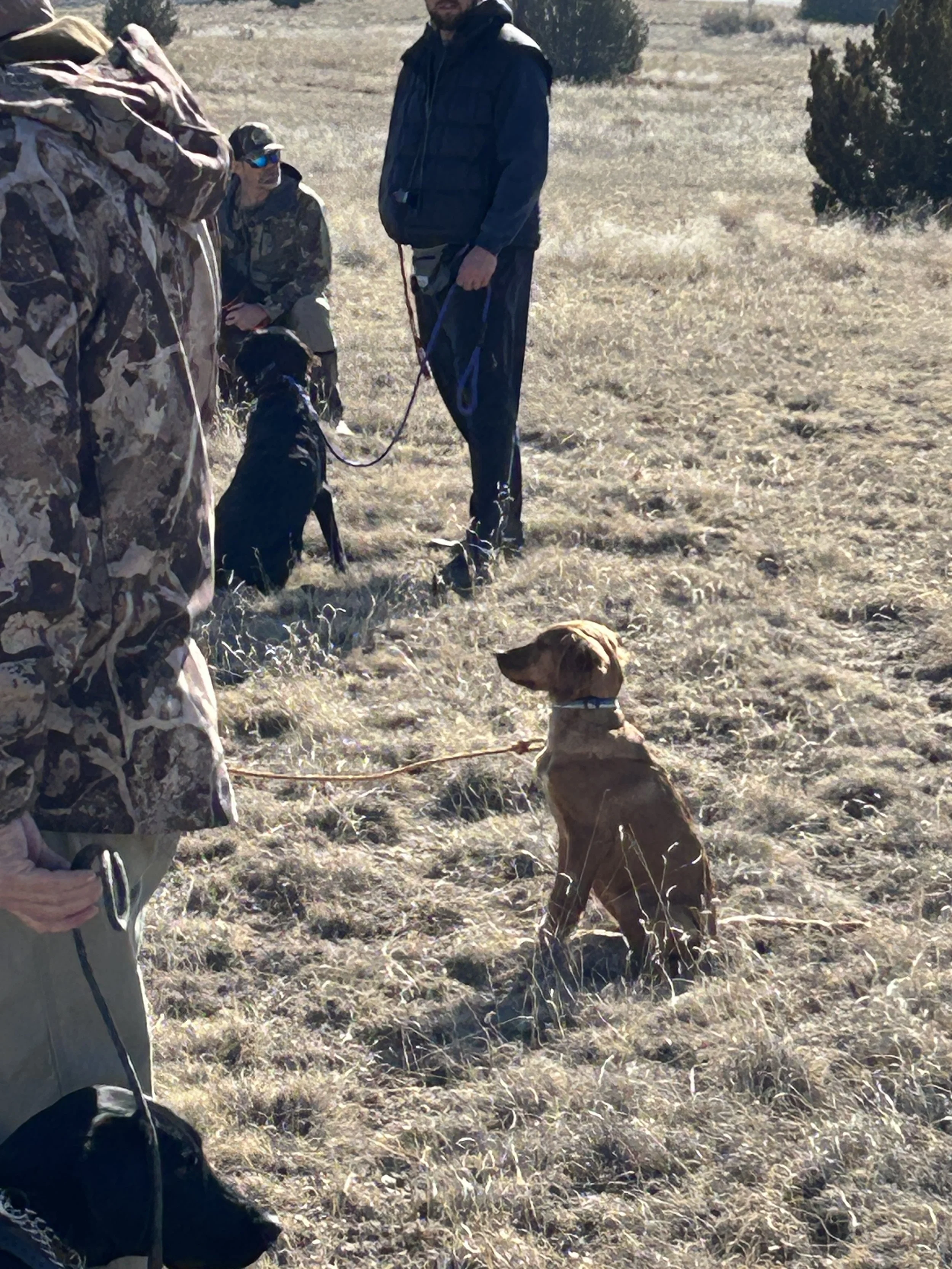 January 31, 2026 Training Day - Gigi enjoying the Beautiful weather