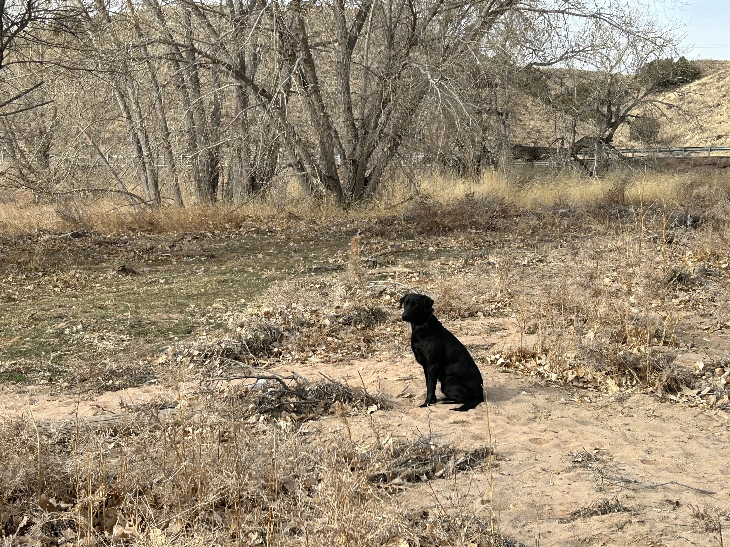 Wednesday Training - Scott Liebenguth  & Storm