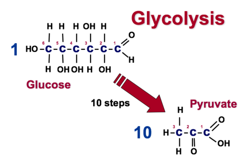 Schematic of Glycolysis to Pyruvate