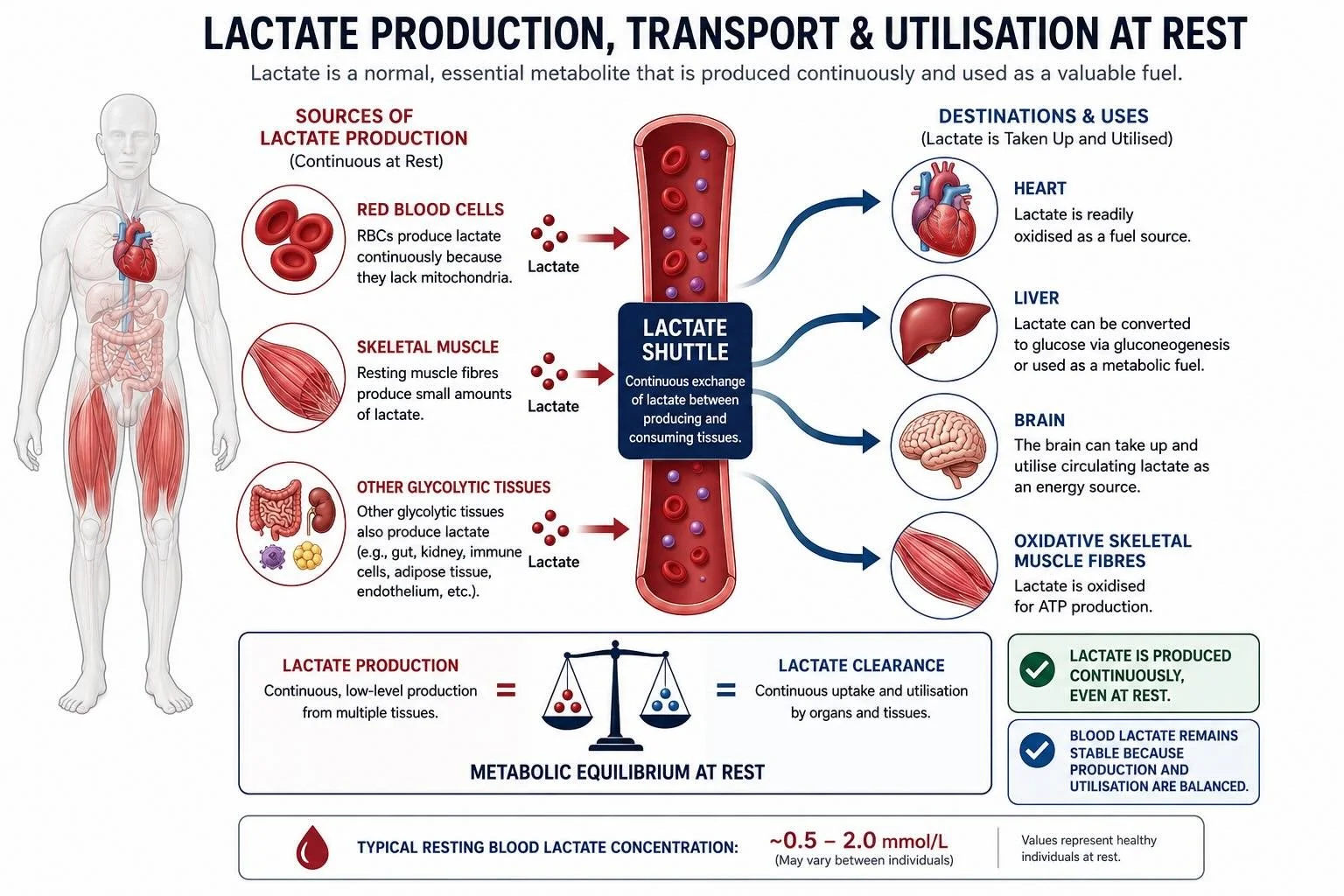 Schematic showing how lactate is produced and cleared continuously