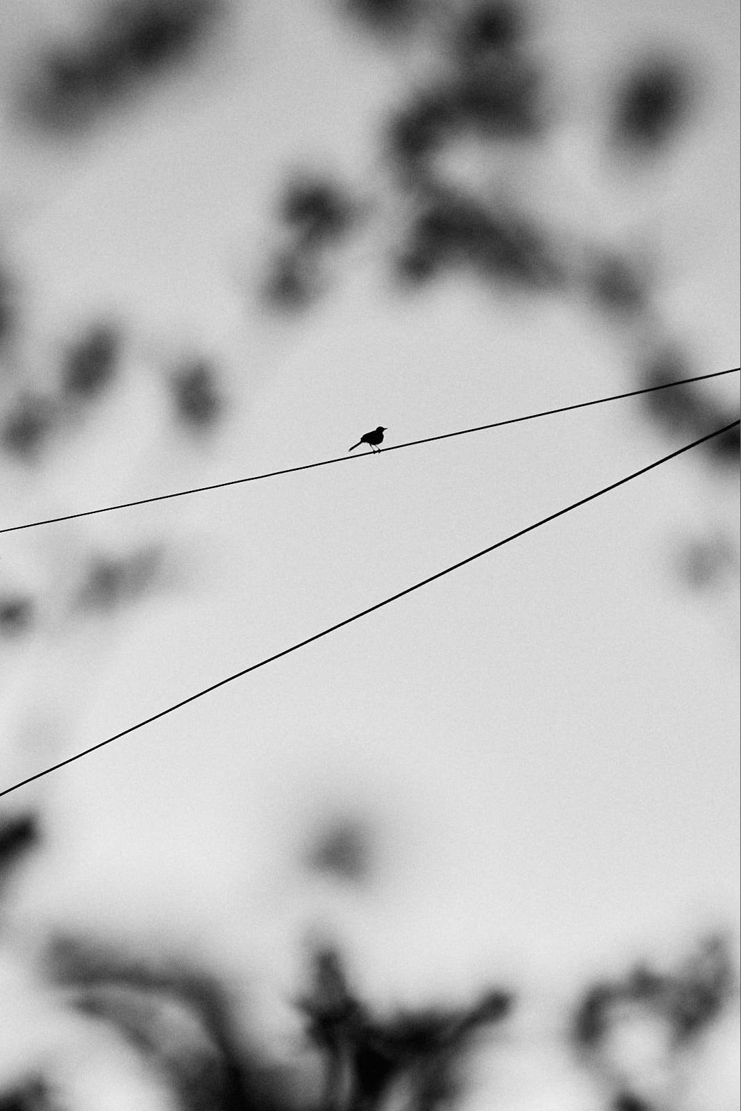 A black bird is sitting on a wire against a blurry background of tree branches.