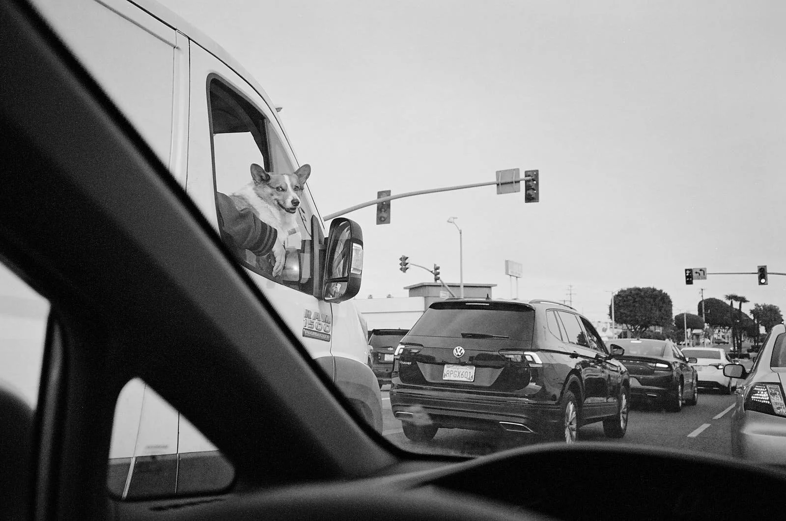 A dog looking out from a truck window while stopped in traffic on a city street, with multiple vehicles and traffic signals visible.