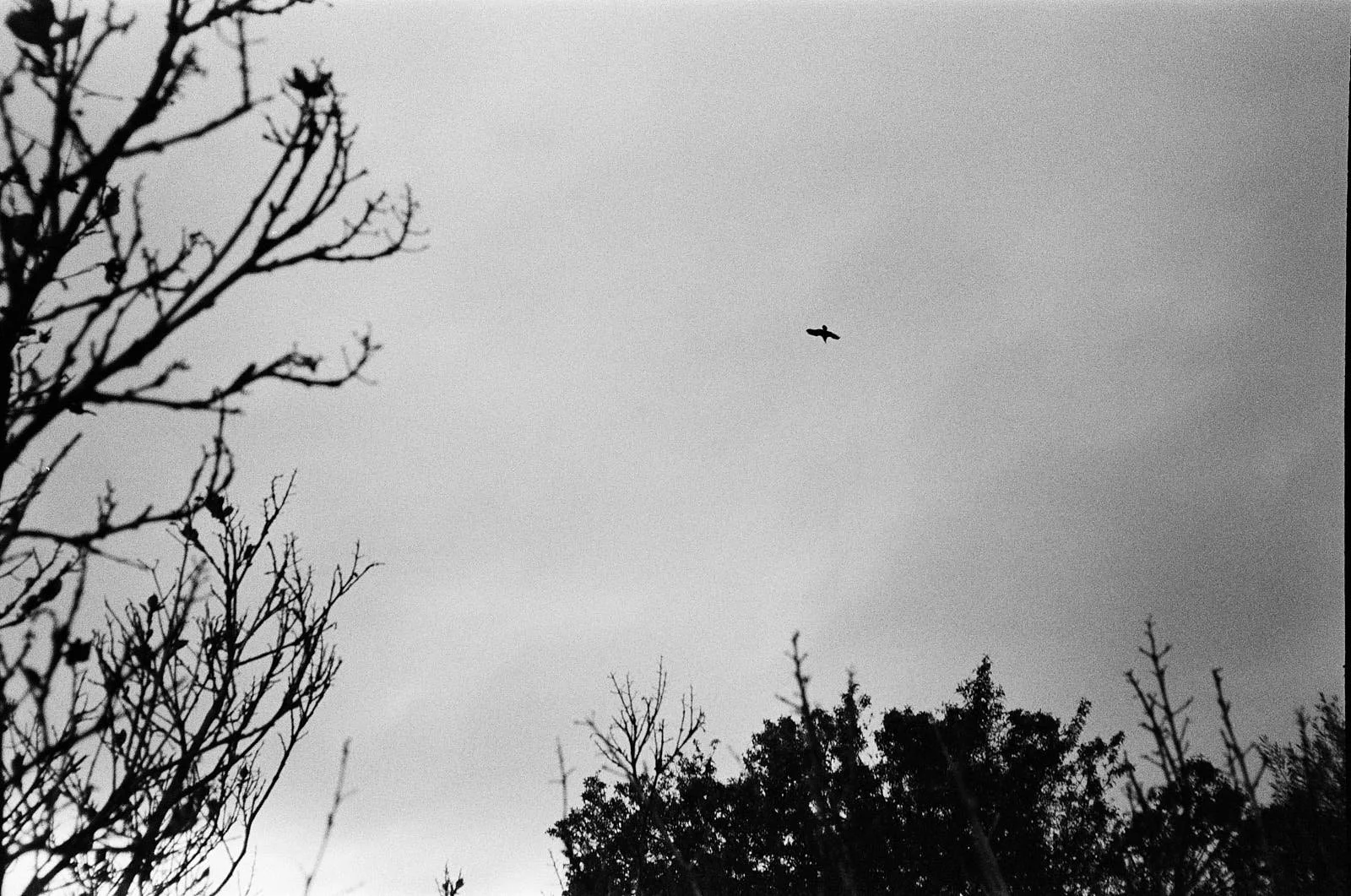 Black and white photo of a cloudy sky with a lone bird flying and tree branches in the foreground.