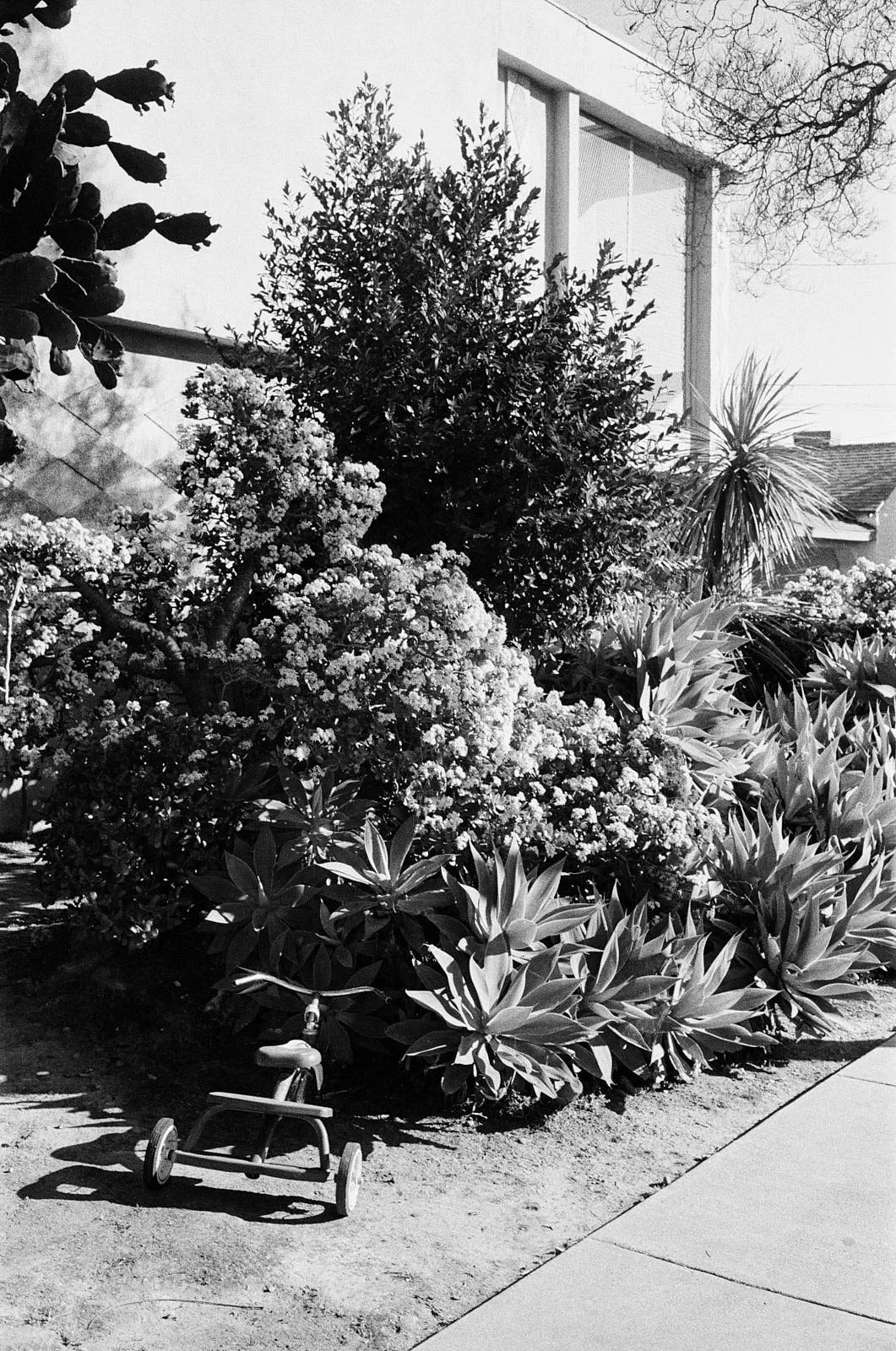 A small toy tricycle placed on the ground near a bush with dense foliage and flowers, in a backyard with other plants and a modern building in the background.