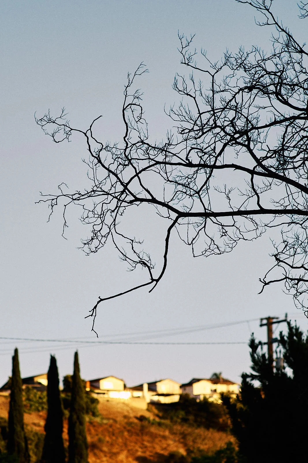 Bare tree branches against a cloudy sky with houses and utility poles in the background.