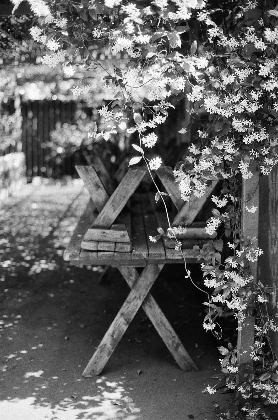 A wooden bench on a dirt ground, surrounded by flowering vines with small blossoms, with sunlight creating shadows on the ground.