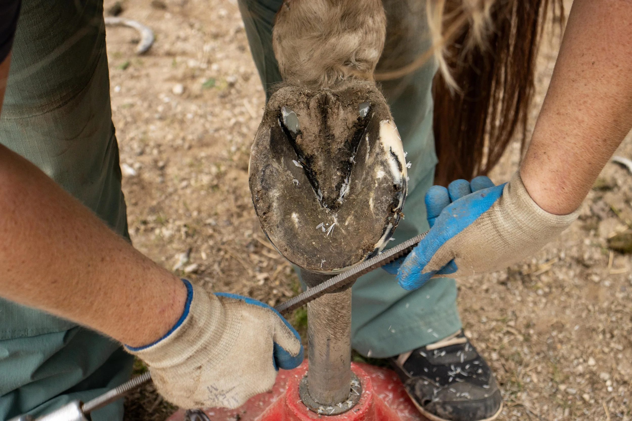 HoofSolutions-2.jpg