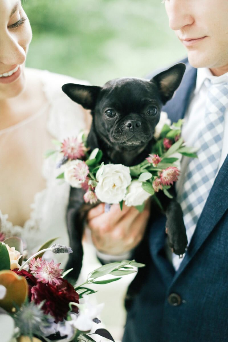 Dogs in Weddings 