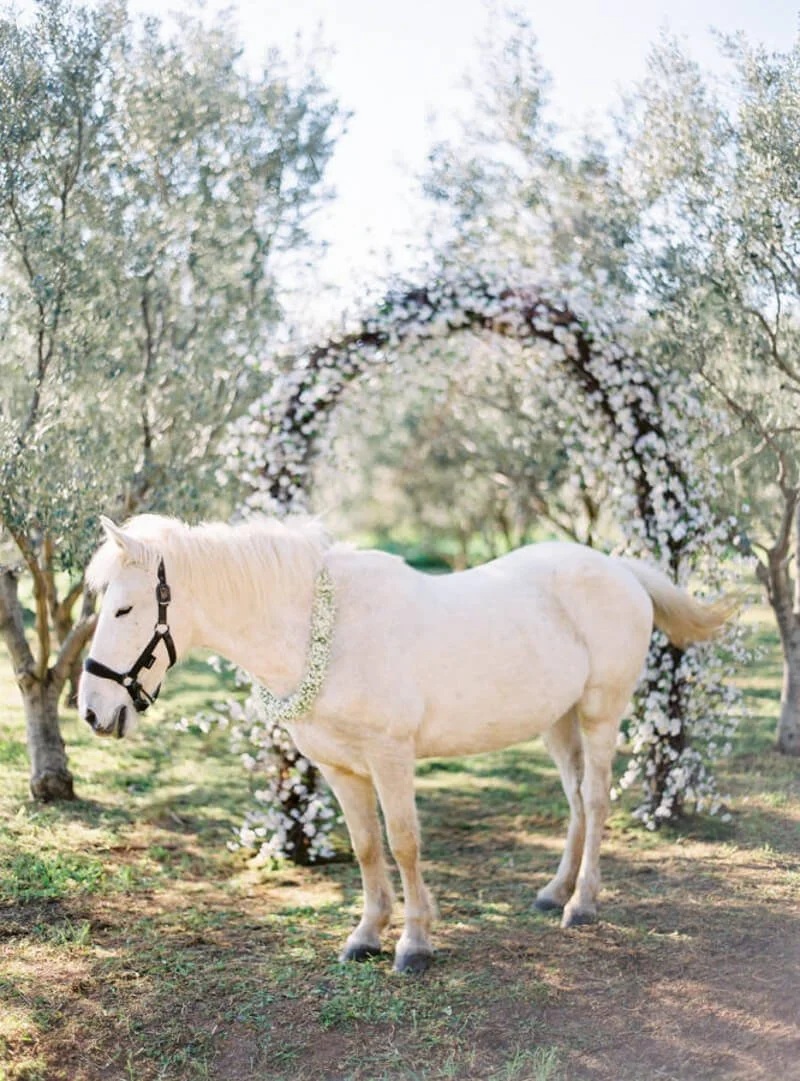 Animals at your Raleigh Wedding
