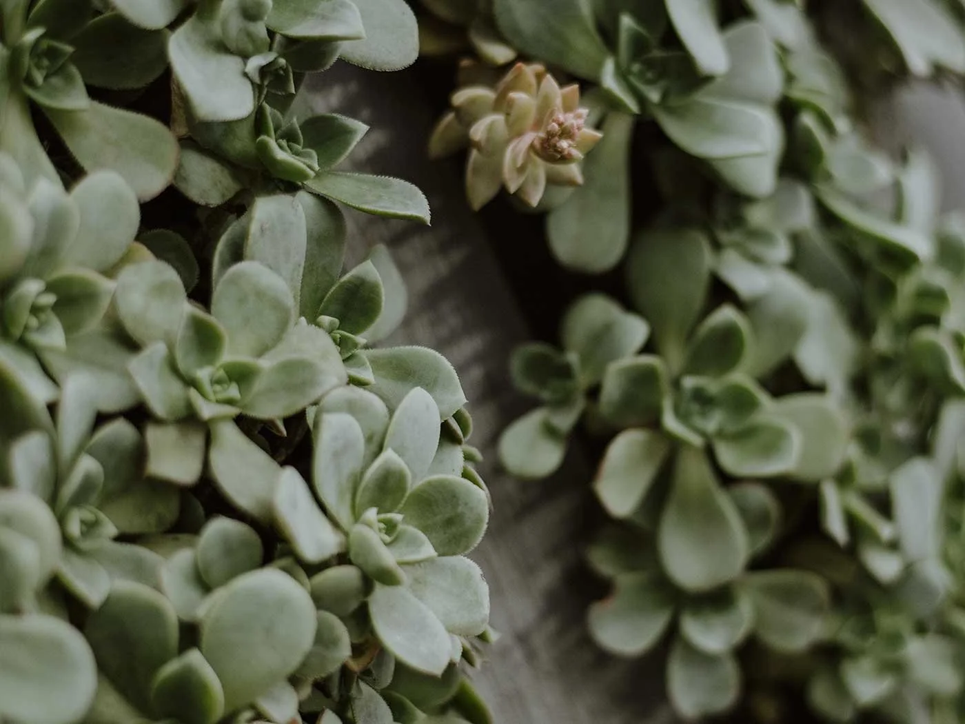 Al's Upcycled Artwork 18