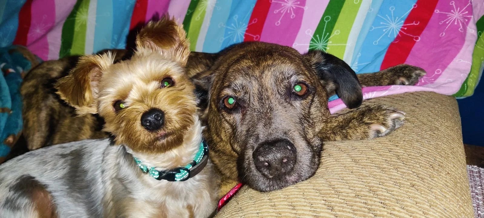 Scooby and Bailey.JPG