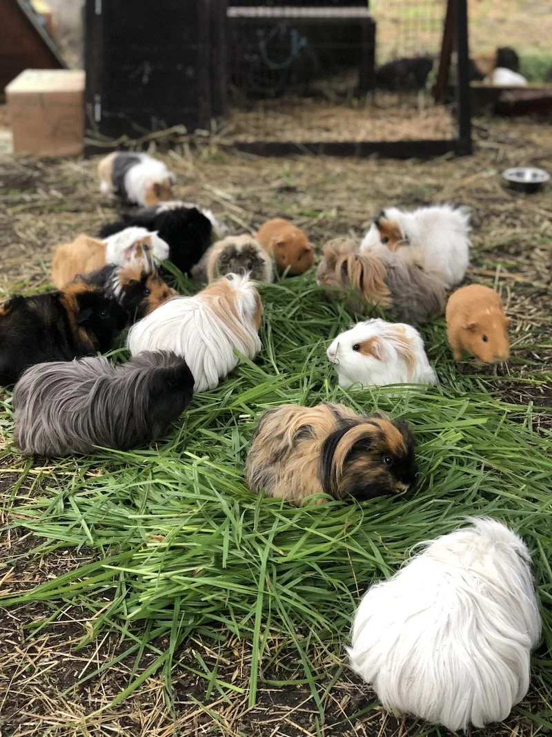 Animal Husbandry — Collingwood Children's Farm