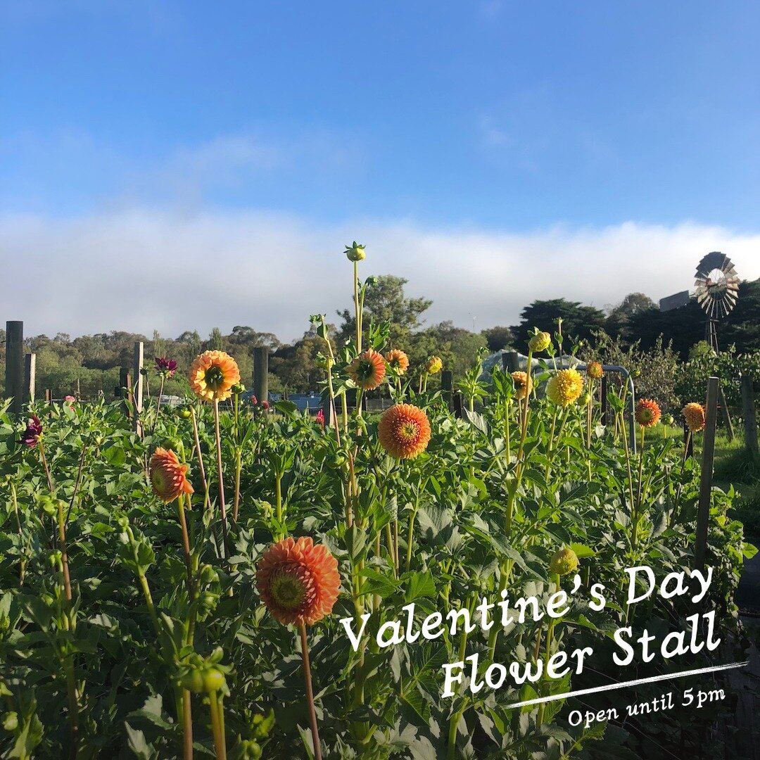 Treat yourself to a romantic walk down the bike path past the Dahlia field to our Farm Gate stall open until 5pm on Valentine's Day 🌼 

Gift yourself and your loved ones local, chemical-free flowers available in a variety of sizes and price points, 