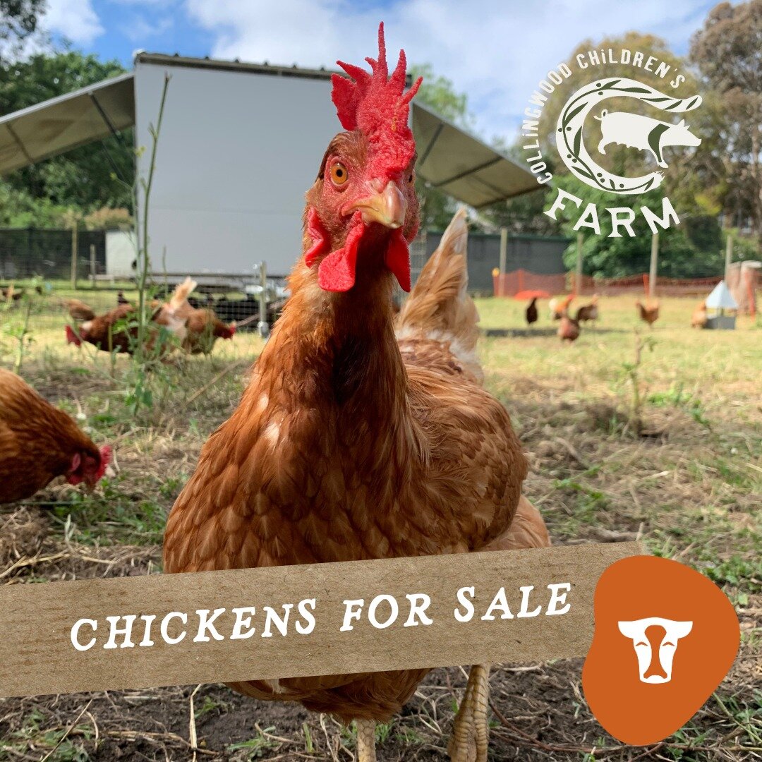 Expressions of interest are now live on our website 🐓
Farmer Nat, our resident Chicken Lady from the Animal Husbandry team, is available to take your requests and questions via the EOI form to help pair you up with your new pets. 

While these ladie