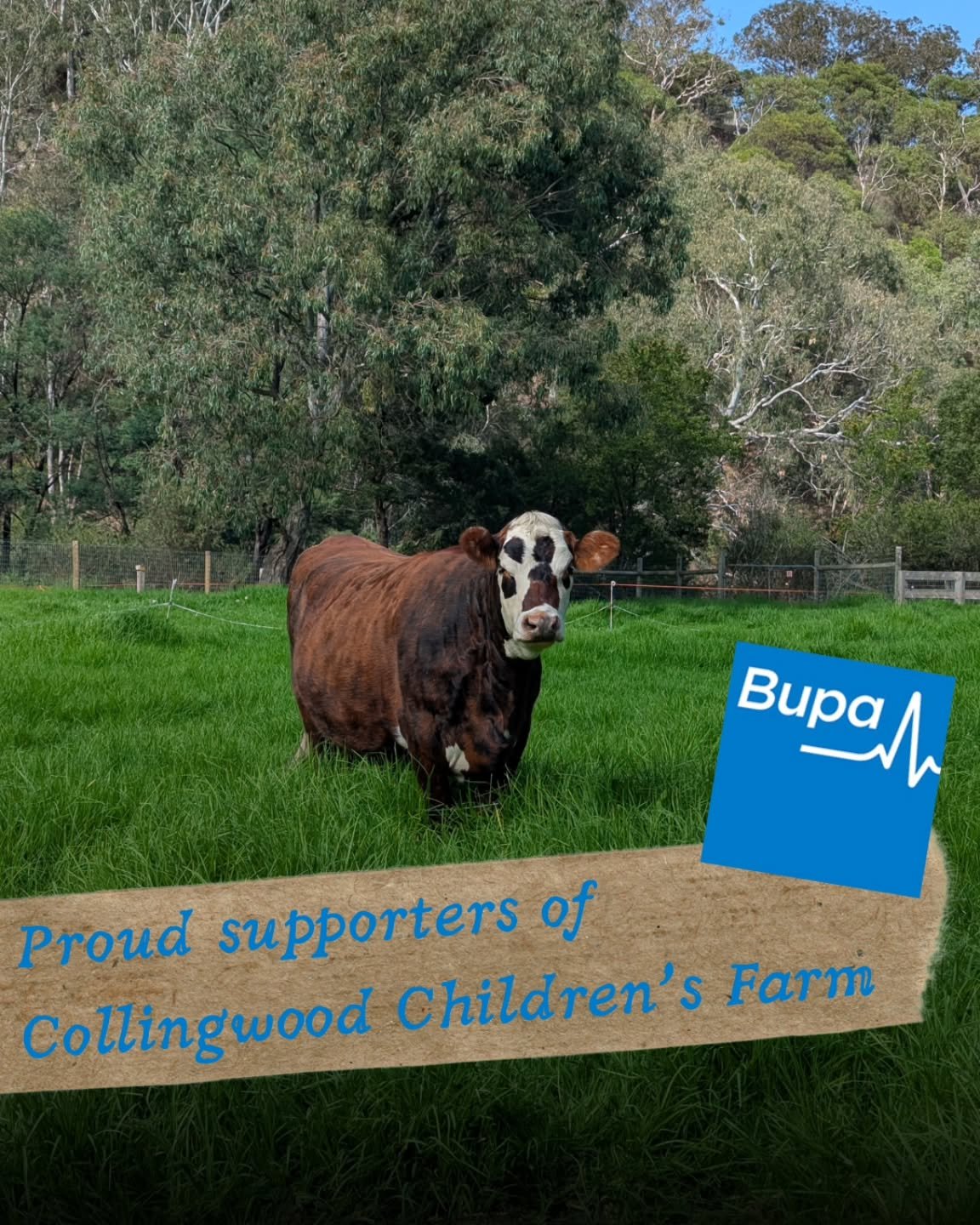Collingwood Children's Farm is proud of our relationship with Bupa and Bupa Foundation and their sponsorship and support of the Farm. Many Bupa teams do their team building sessions at the Farm and make positive social impact contributions through ou