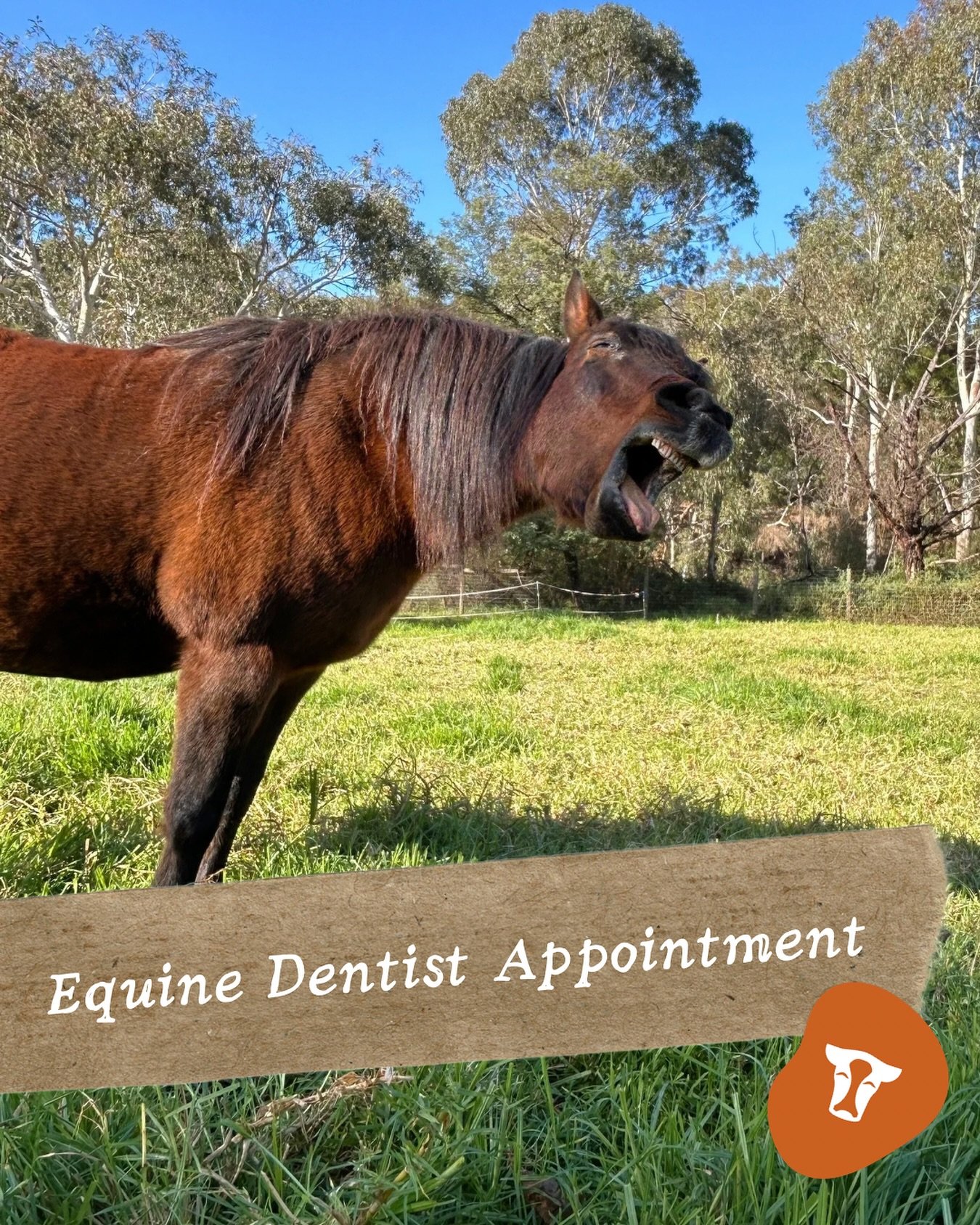 Our horses need dental check-ups just like we do. Get on down to the Farm first thing on Wednesday morning for the chance to watch what goes on behind the scenes with our Equine Dentist!

#CollingwoodChildrensFarm #RegenerativeAgriculture #UrbanAgric