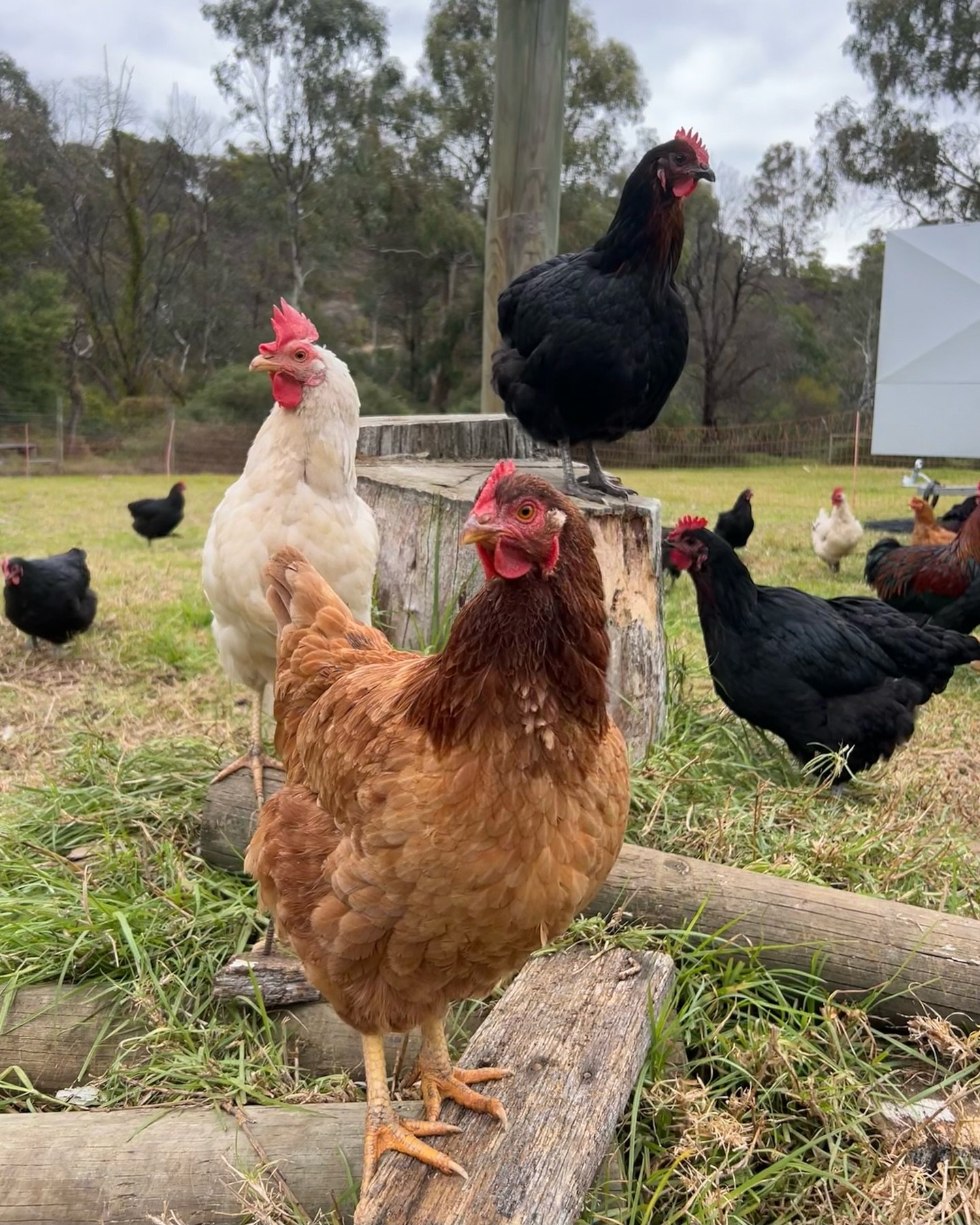 Meet our dazzling variety of layer hens at our weekend &lsquo;Egg Grading&rsquo; activity and learn all about processing eggs for sale! ✨🥚

#CollingwoodChildrensFarm #UrbanAgriculture #RegenerativeAgriculture #EggsForSale #Hens #Australorp #Leghorn 
