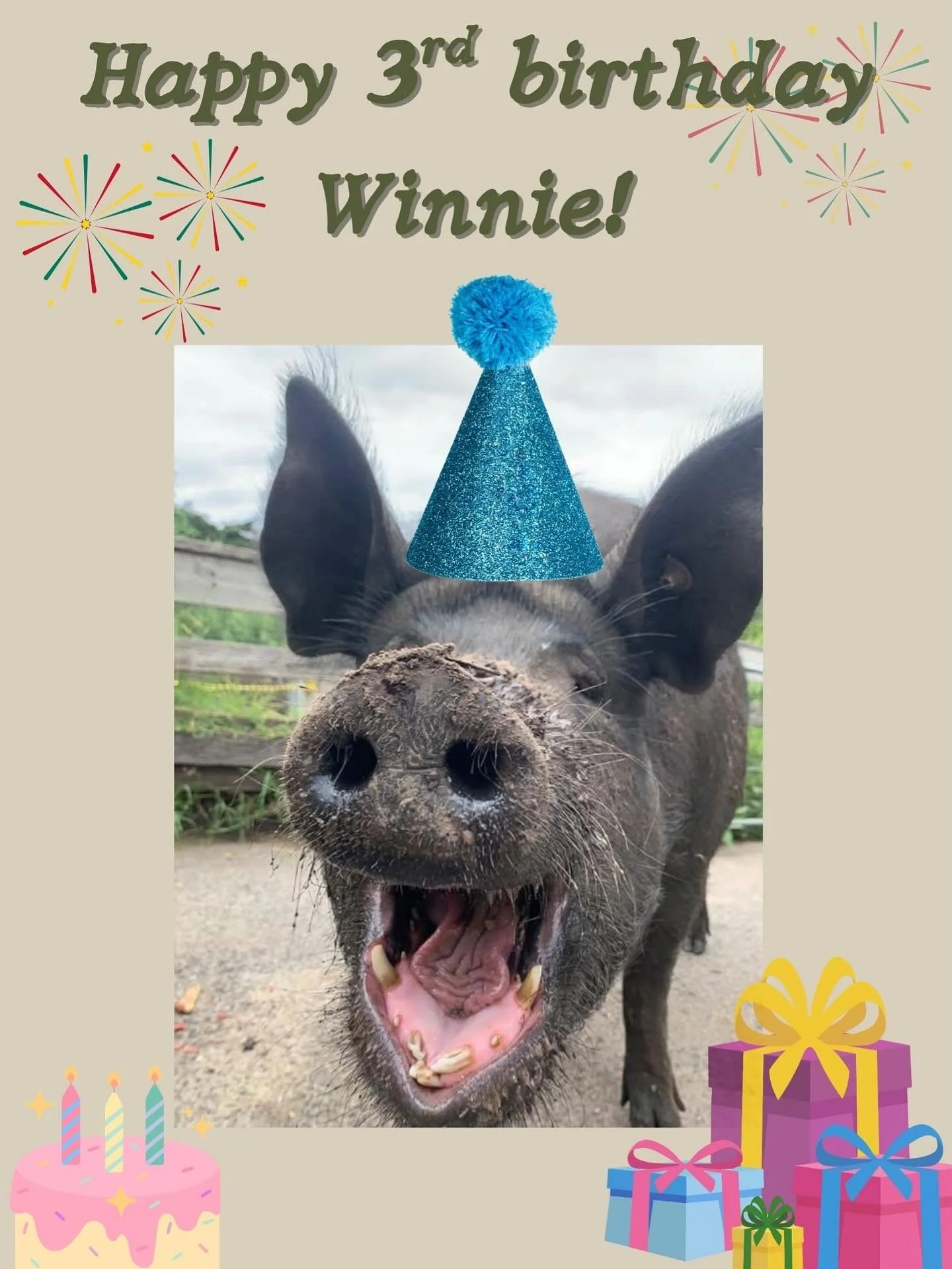 🎉🐷 Happy 3rd Birthday to our beautiful Berkshire X pig, Winnie! 🐷🎉
Winnie is celebrating her big day with her favorite treats and plenty of tummy rubs from the farmers 🍉👩&zwj;🌾🎂✨

If you&rsquo;re visiting today, be sure to stop by and wish he
