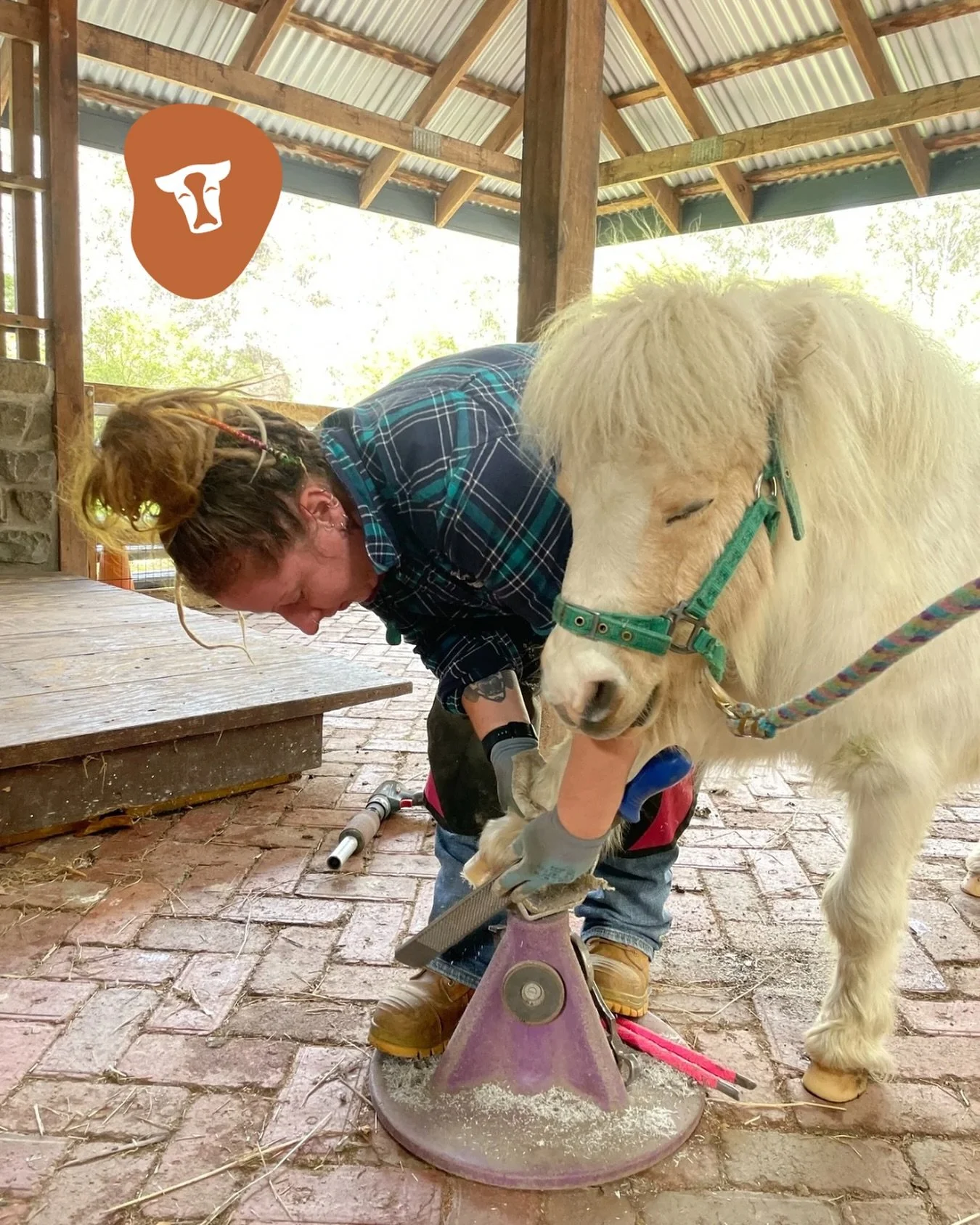 Come visit us tomorrow morning and watch Sarah, our talented farrier, work her magic on our horses&rsquo; hooves! 👱🏻&zwj;♀️🛠️💖

Her gentle touch and expert care make all the difference, so much so that Finnegan can&rsquo;t help but fall asleep wh