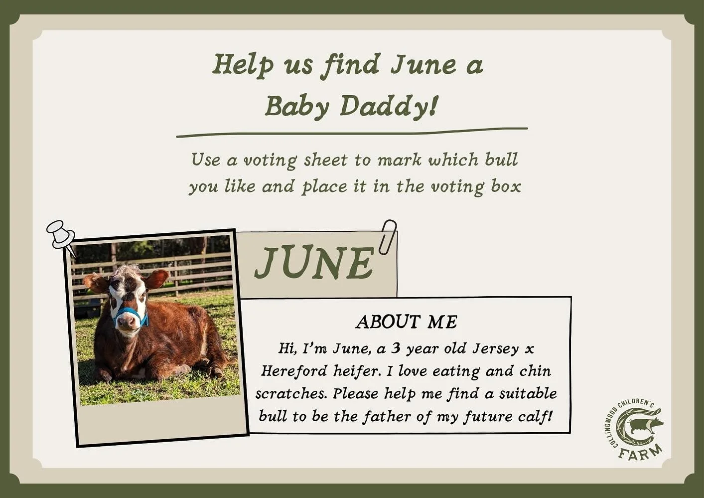 Help Us Choose the Perfect Match for June! 🐄💘
It’s time for June to start her journey to motherhood, and we need your help picking the perfect bull! 🐮
We have three handsome contenders lined up: Jester, Bolt, and Frankie. Each of these strap