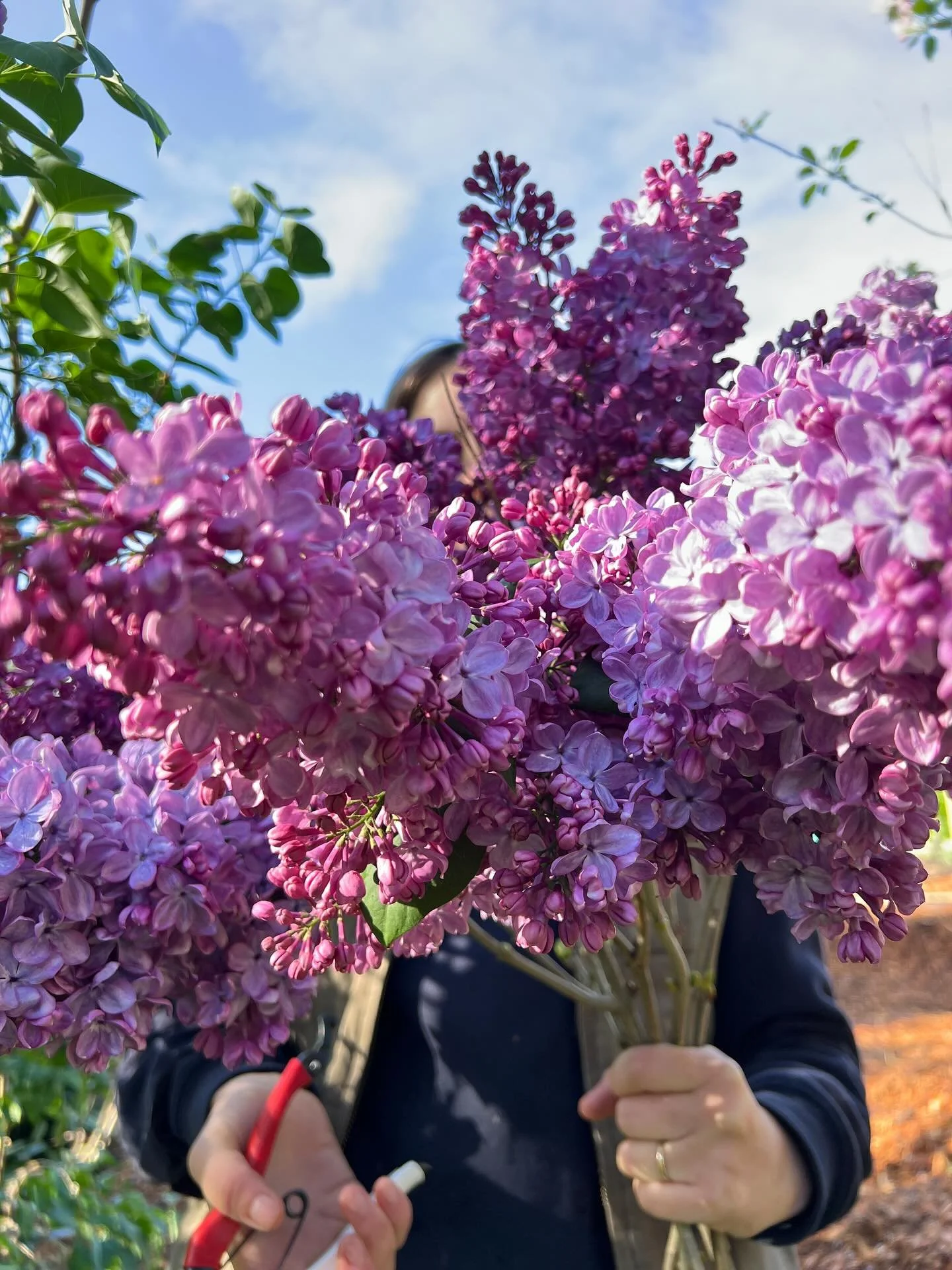 Spring blooms are popping! Sustainably grown flower bunches available at Farm Gate just for you 🌸🌸🌸🌸