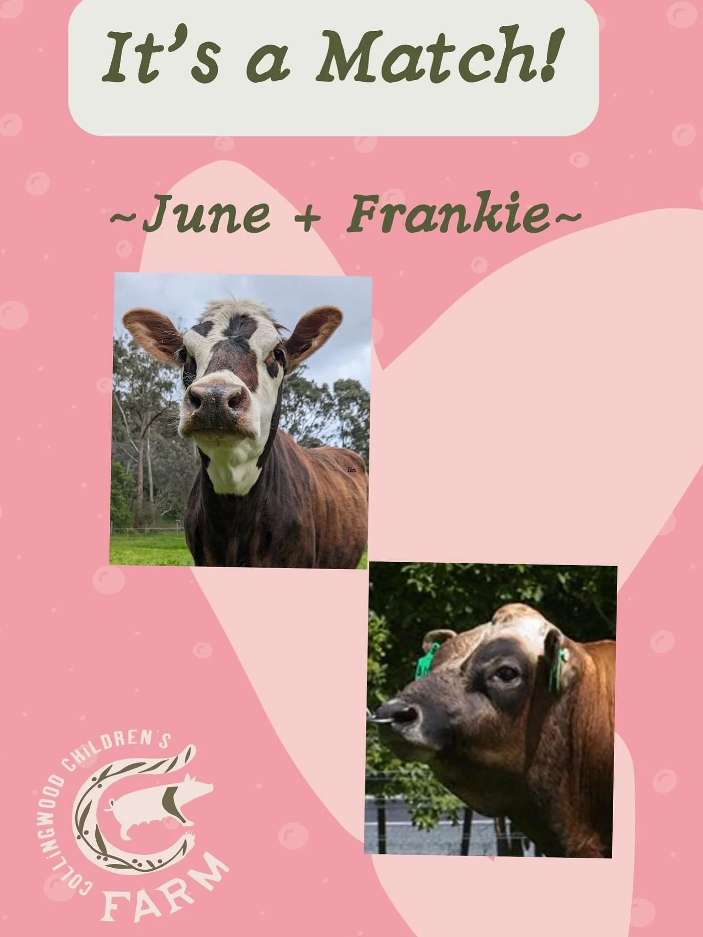 💘We have a match for June!💘
Thank you to everyone who voted for June&rsquo;s new mate. We&rsquo;re excited to announce that Frankie was the top choice, winning by just seven votes! It was a tight race, with Bolt coming in second and Jester close be