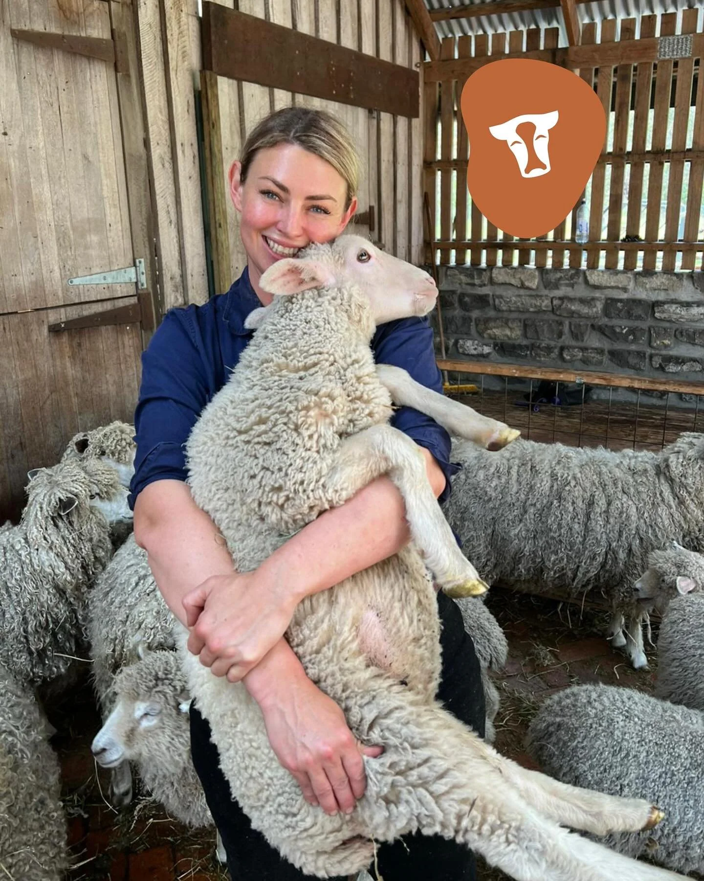 Our shearing demonstrations with @ChloeTheShearer  and @CollingwoodCWA were a huge success this past weekend! All of our sheep got the full works; haircuts (shorn), mani-pedis (hoof trimmed) and special beverages (given an oral treatment for lice). W