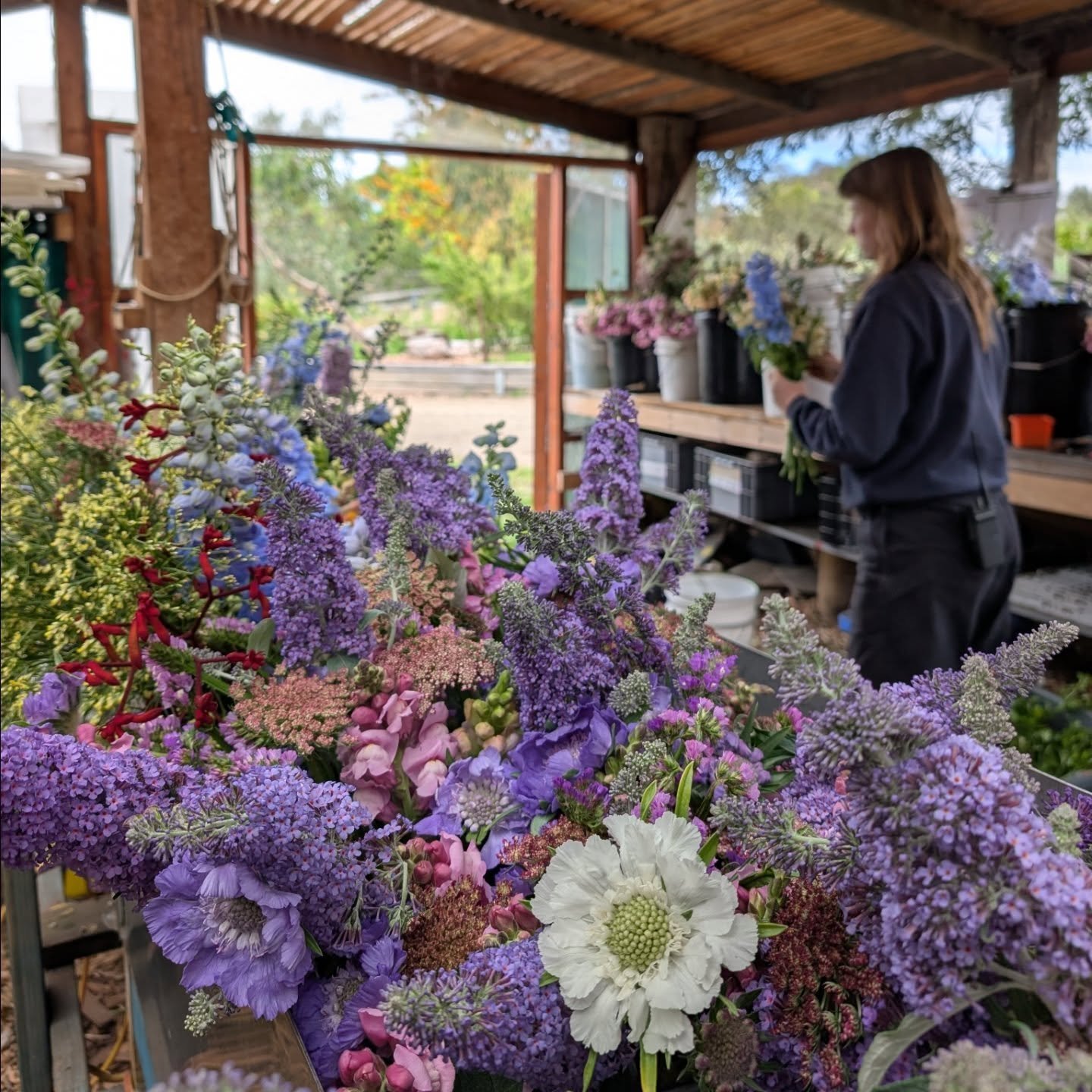 Need flowers for your next event? The Farm is bursting with blooms this spring! Our bunches are all grown regeneratively, spray free, down by the Birrarung here in Abbotsford 🌸🪻🌼

You can contact reception@farm.org.au for more information and to p