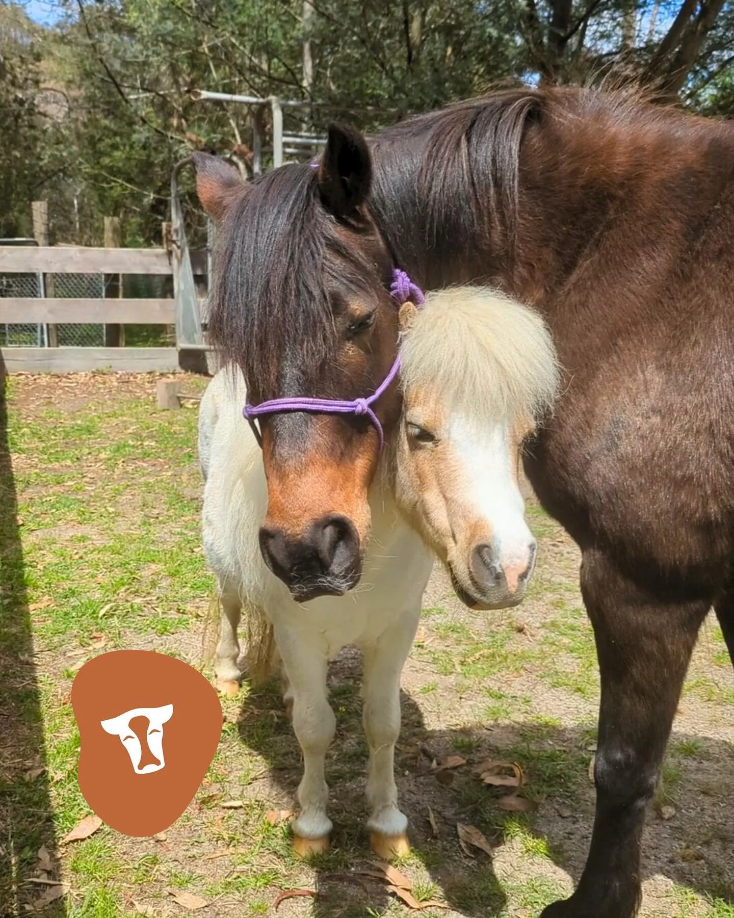 Previously on Love Island&hellip; CCF Edition 🐴✨
Finnegan and Brandy haven&rsquo;t always seen eye-to-eye (literally), there&rsquo;s been a little rocky history and a few dramatic trots in opposite directions. But lately? They&rsquo;ve been sharing 