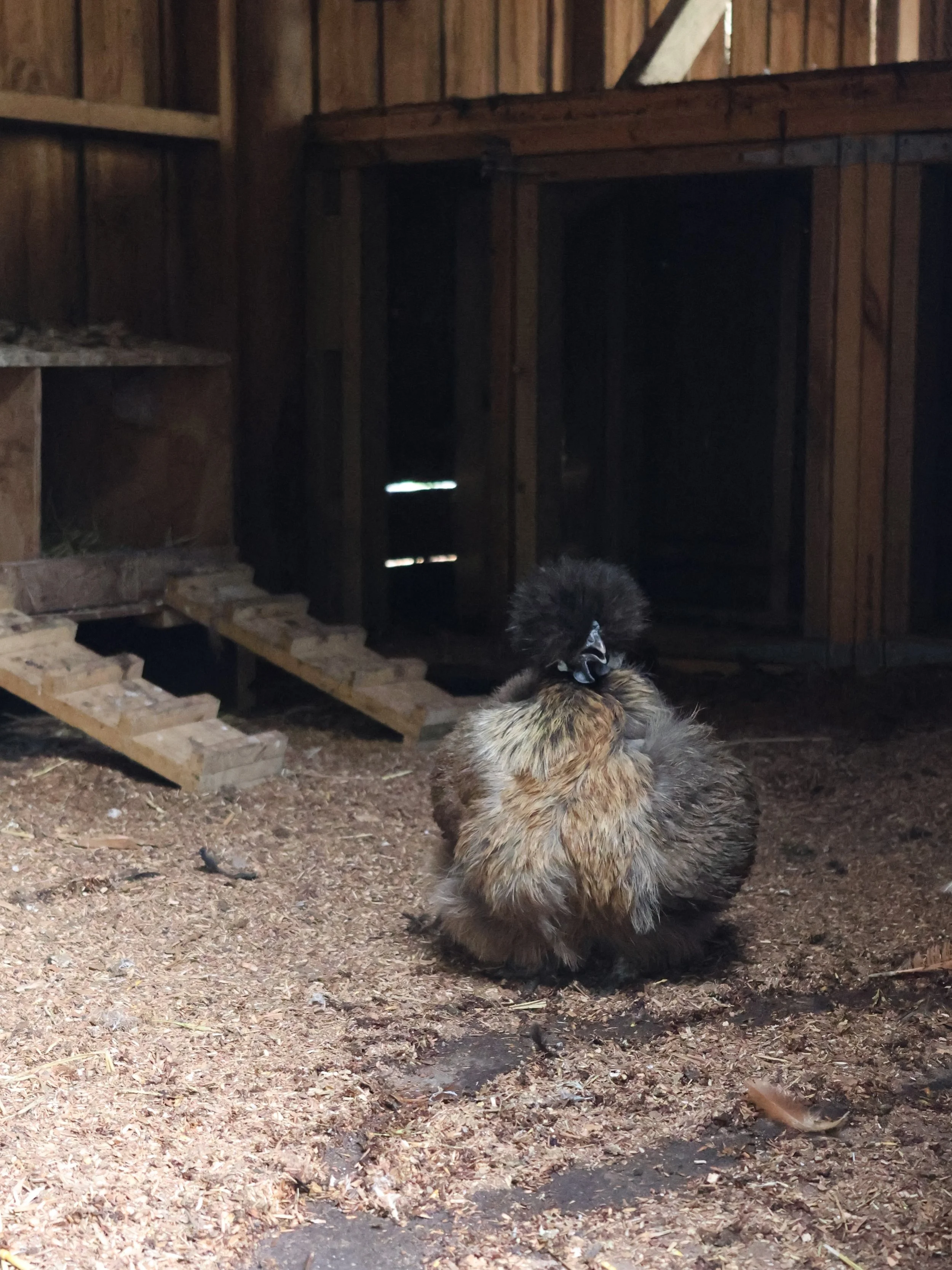 Meet Diamond Dallas Page, one of The Villa&rsquo;s newest bombshells! ✨🐔

This Chinese Silkie hen has been turning heads with her unique look&hellip; unlike the other chickens she has five toes rather than four, and black skin rather than pink. Let&