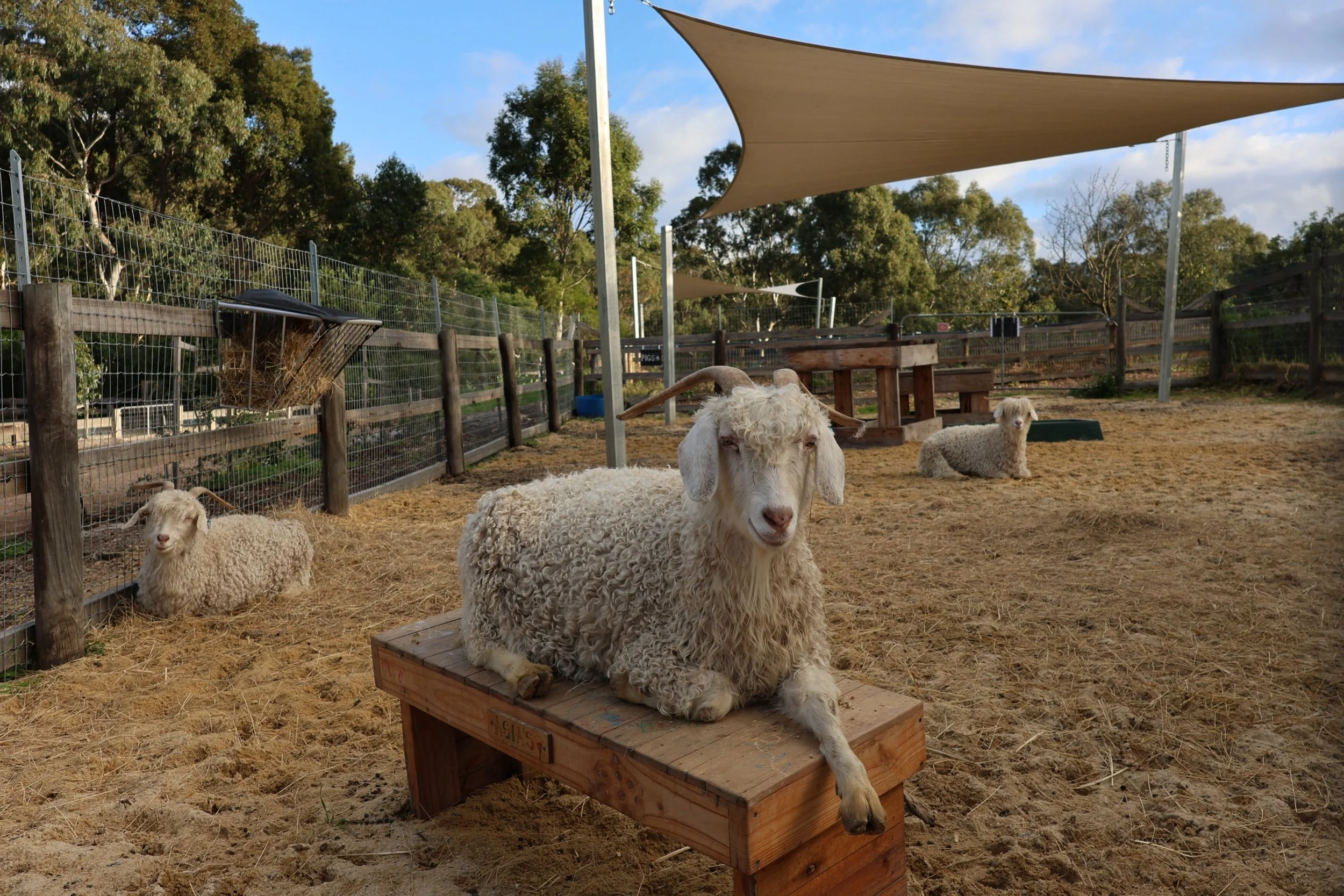 Have you visited our Australian Heritage Angora goats yet? Head down to Seeder Yard to find Nancy, Mary and Winter enjoying their new custom built enclosure! 🐐🏠

#australianheritageangoragoats #angoragoats #heritagebreed