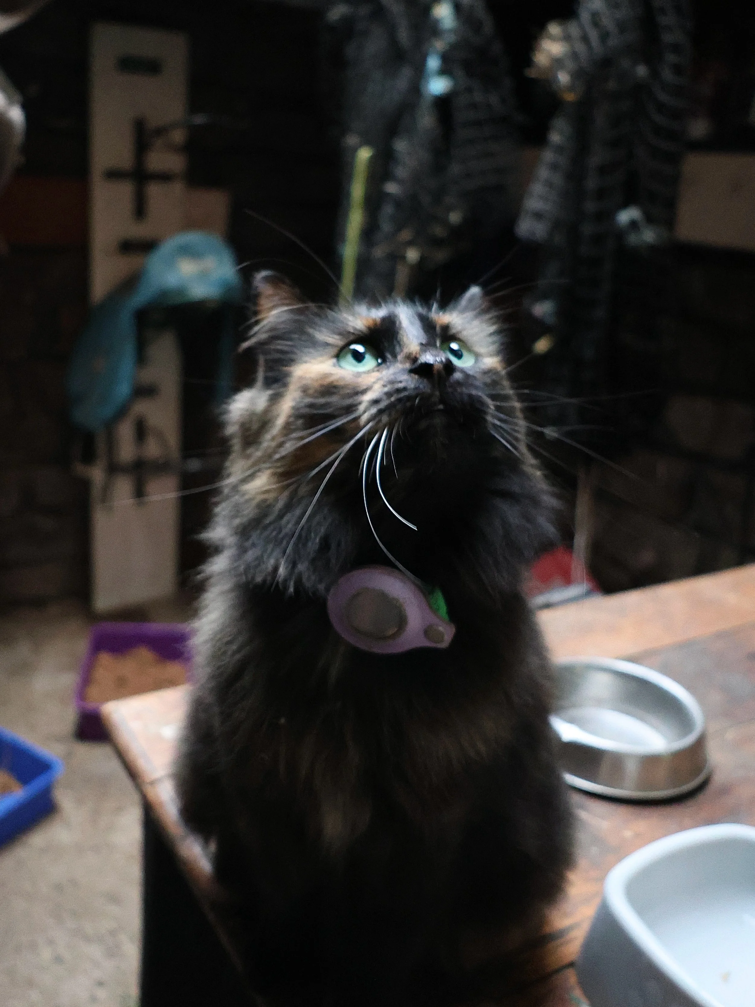 Julie, our farm cat, never gives her time away freely, she chooses her people carefully, deciding who feels safe, calm and worth sitting beside. That&rsquo;s what makes her company so special. Have you been lucky enough to spend time with her? 🐈&zwj