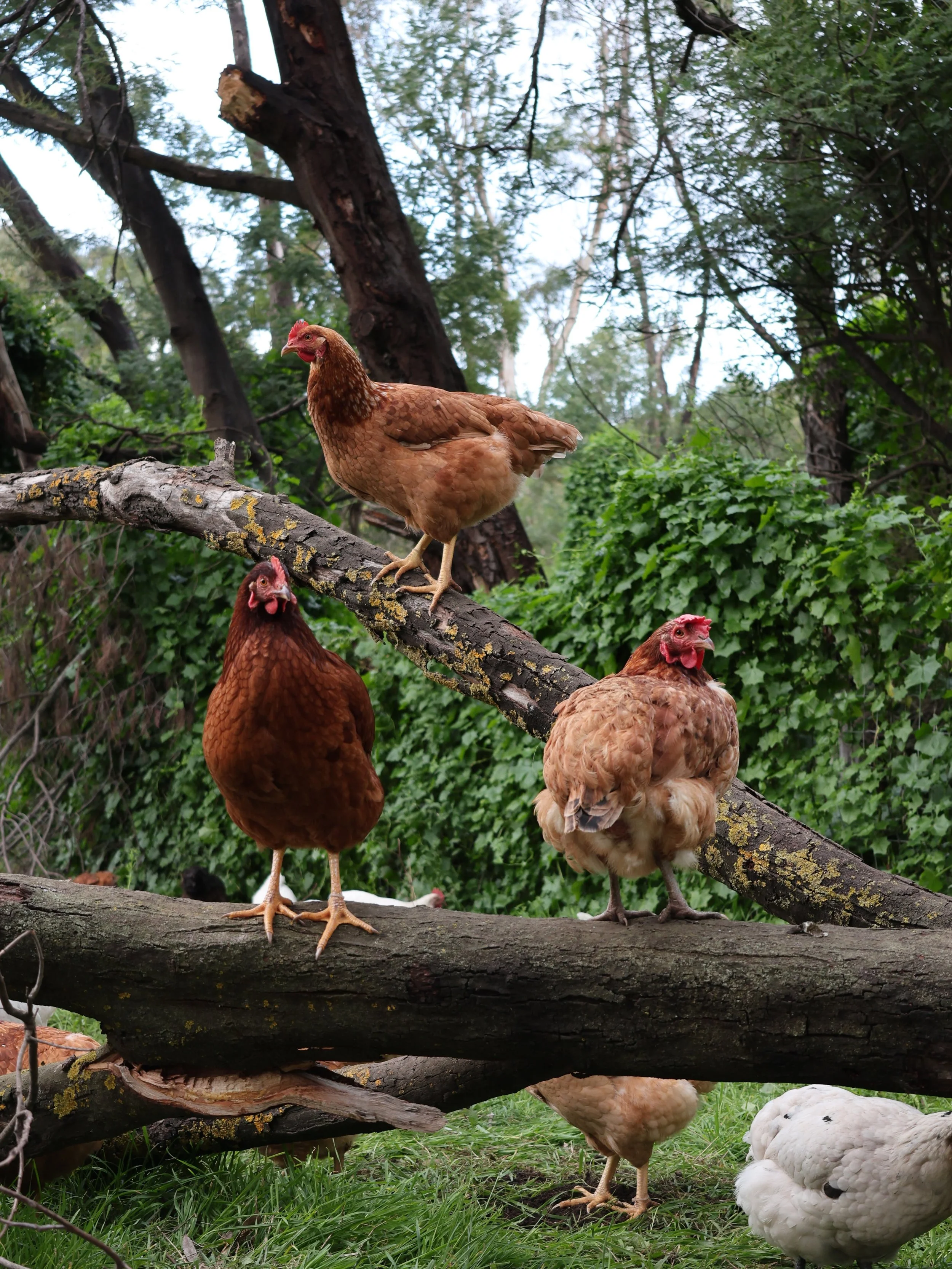 Pretty girls pose ✨📸

The free range birds in our chicken caravan never know what their doors will open to, since they move through our paddocks so regularly. It&rsquo;s safe to say they loved discovering this branch to climb, perch and leap from. W