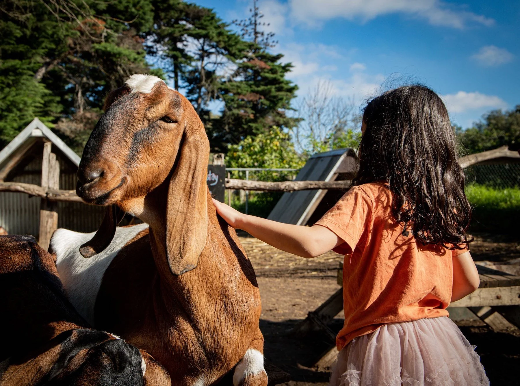 Kids Parties — Collingwood Children's Farm