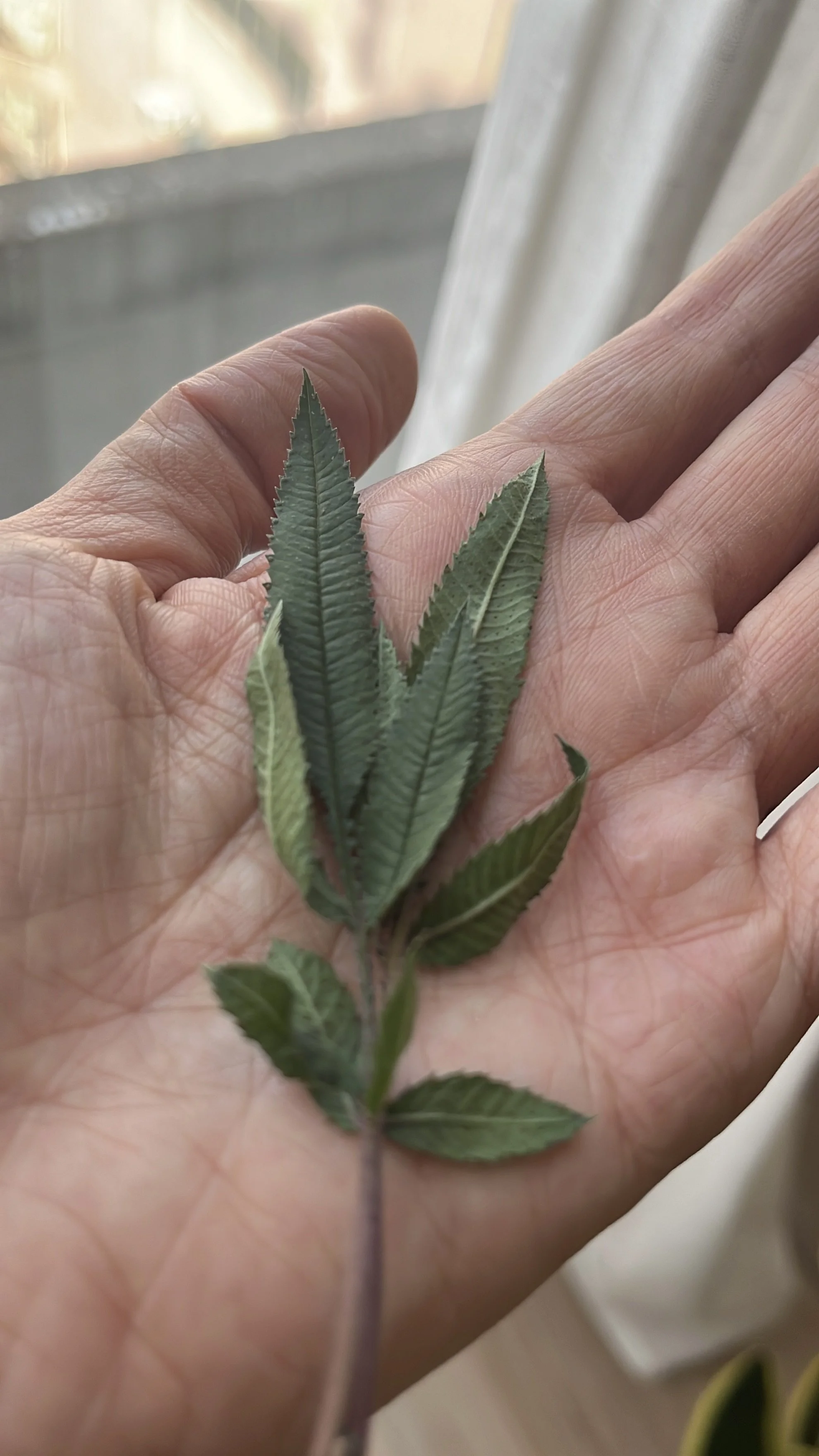 只有花朵最可愛嗎?