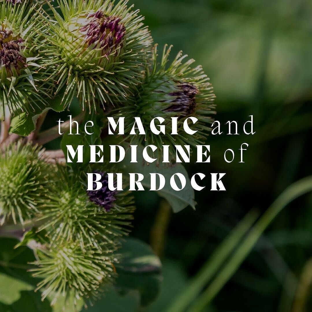 Just another **invasive weed** that I love, nothing new here! 

While collecting some of my fun facts about burdock, I found an official medical page warn, in all caps, to NEVER GATHER BURDOCK IN THE WILD. Ridiculous advice, in my opinion. 

Of cours