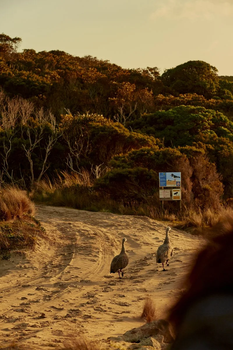 Three Hummock Island - Casey Horsfield_02 of 31.jpg