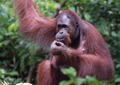 SABAH NORTH BORNEO COMMEMORATIVE TOUR